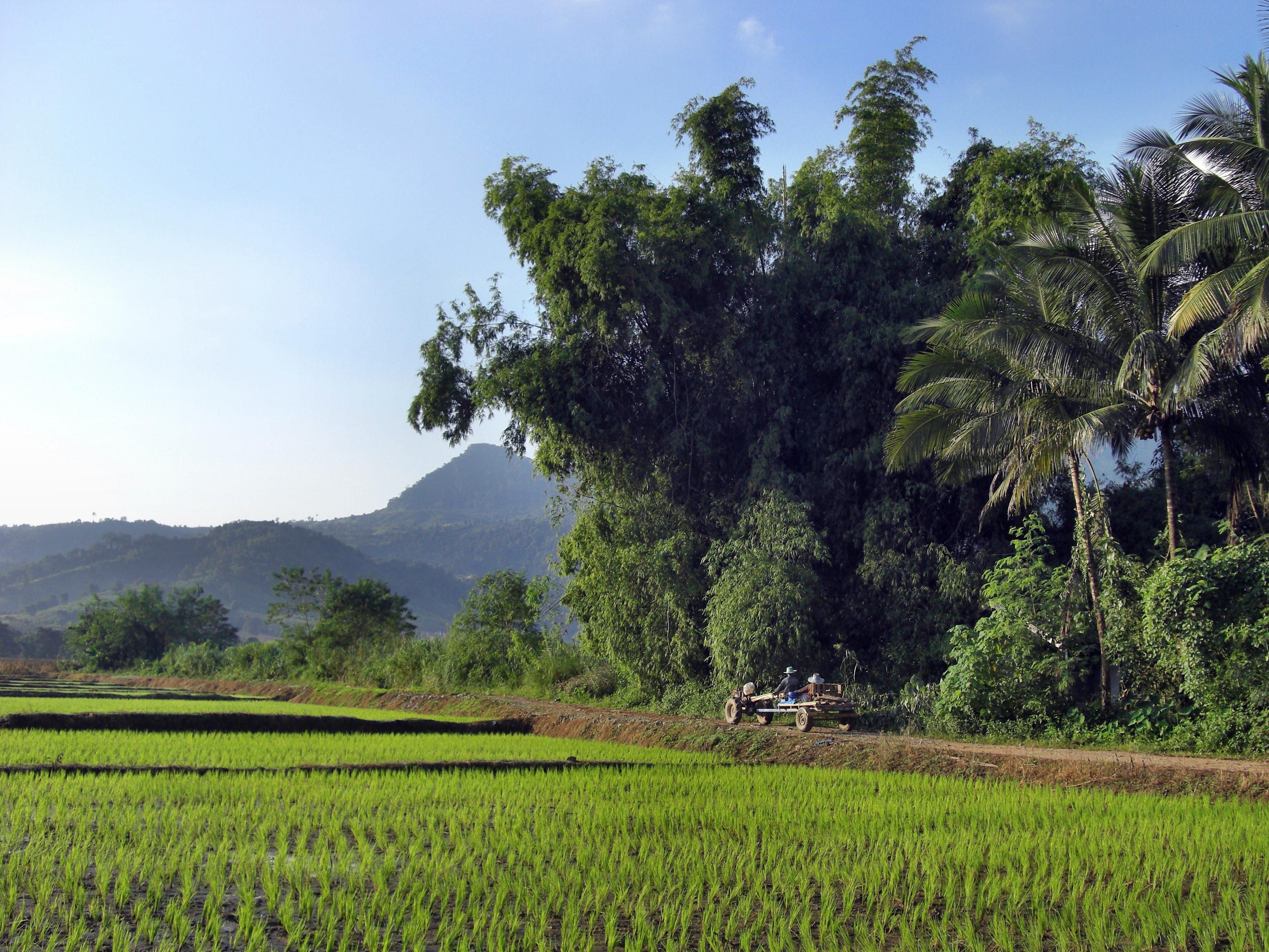 The typical landscape in Isaan. Rice fields in everywhere ...