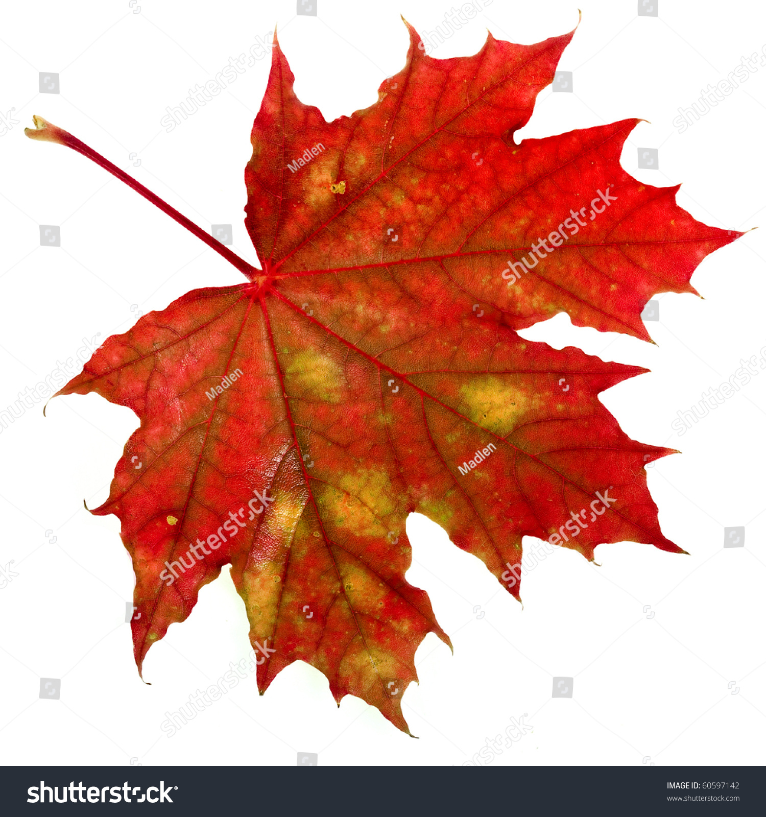 One Red Autumn Leaf Isolated On Stock Photo 60597142 - Shutterstock