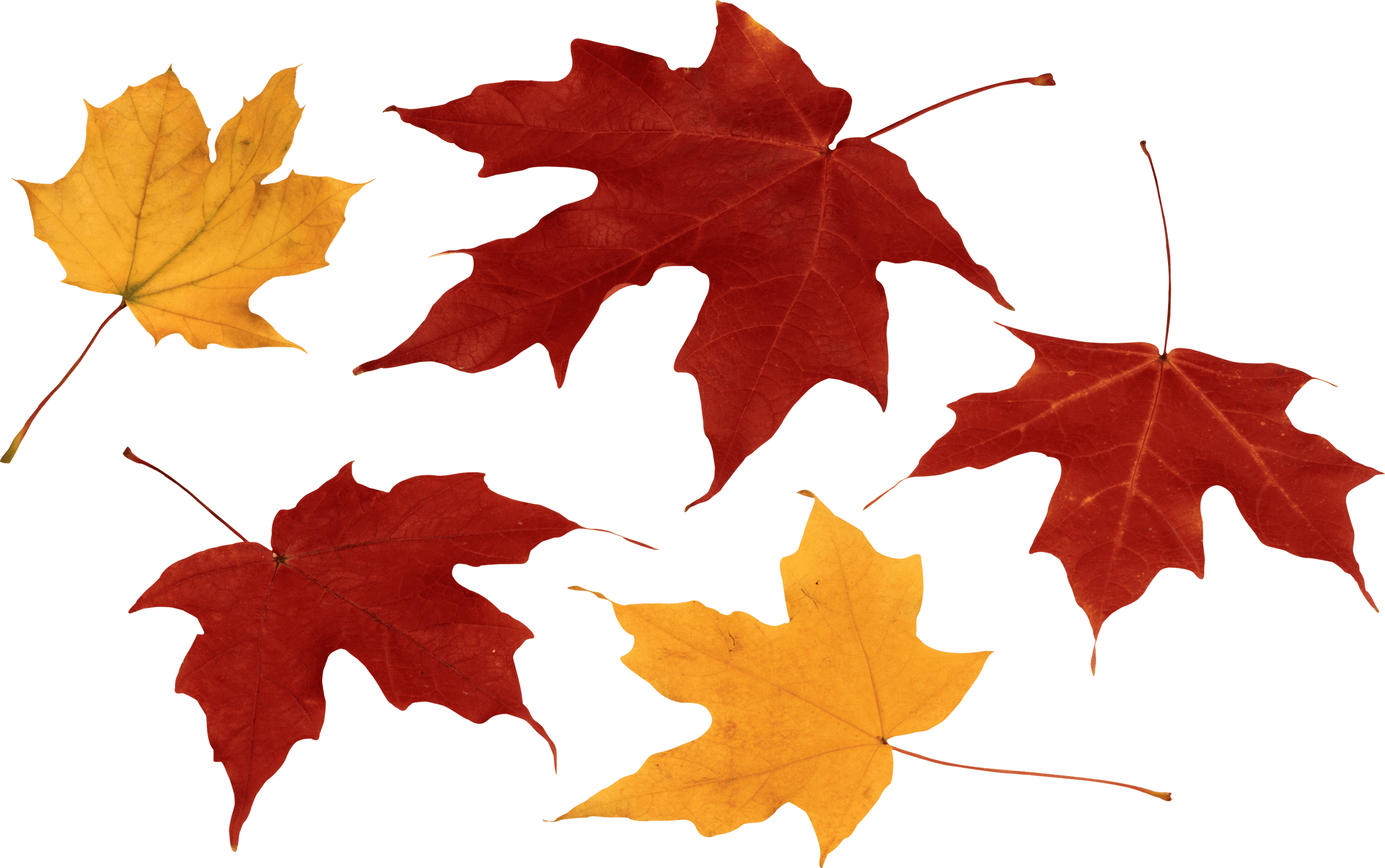 Autumn Leaves Group transparent PNG - StickPNG