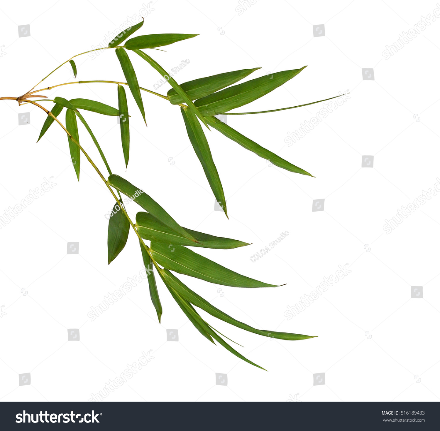 Bamboo Leaves Isolated On White Background Stock Photo 516189433 ...