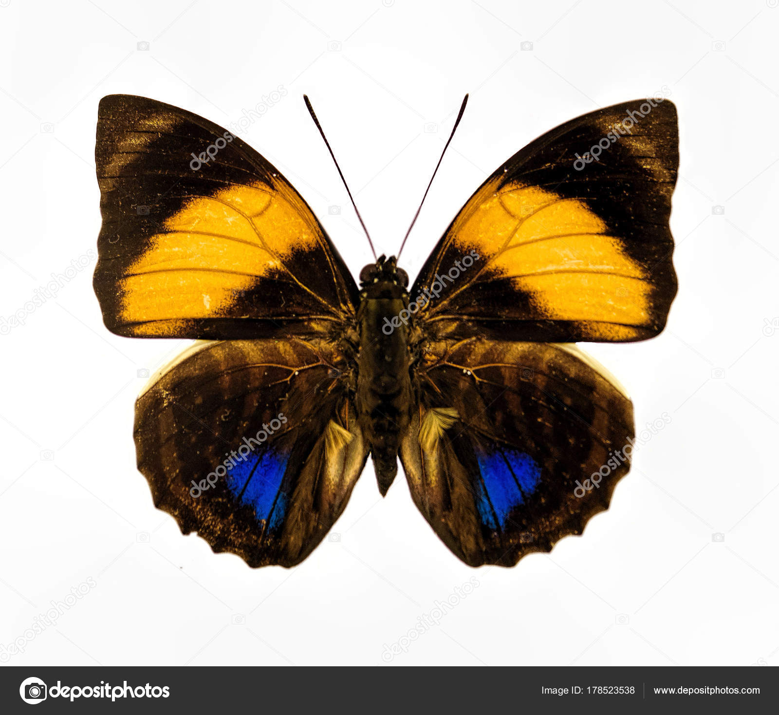 Yellow blue and brown isolated butterfly closeup — Stock Photo ...