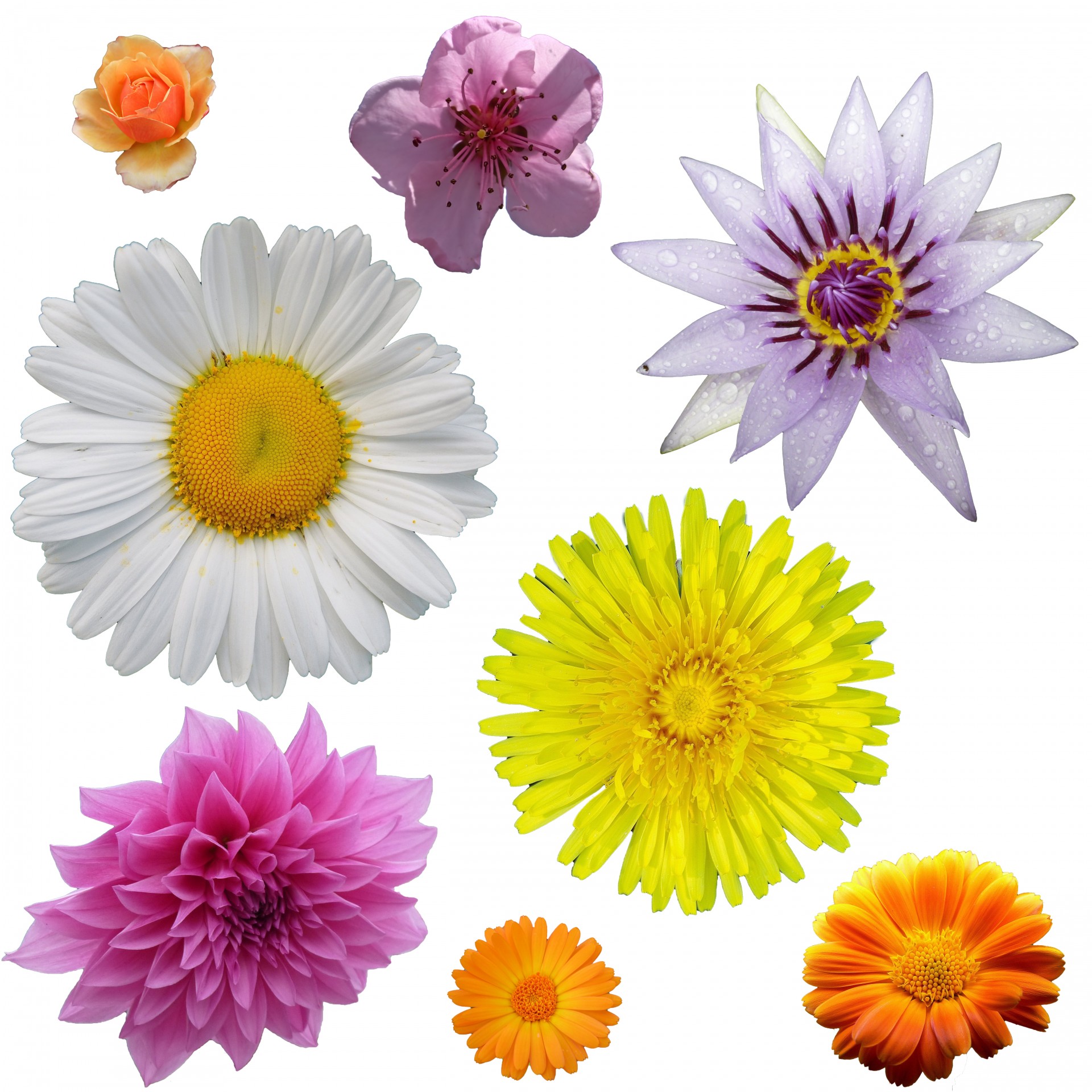 Isolated Flower Clipart Free Stock Photo - Public Domain Pictures