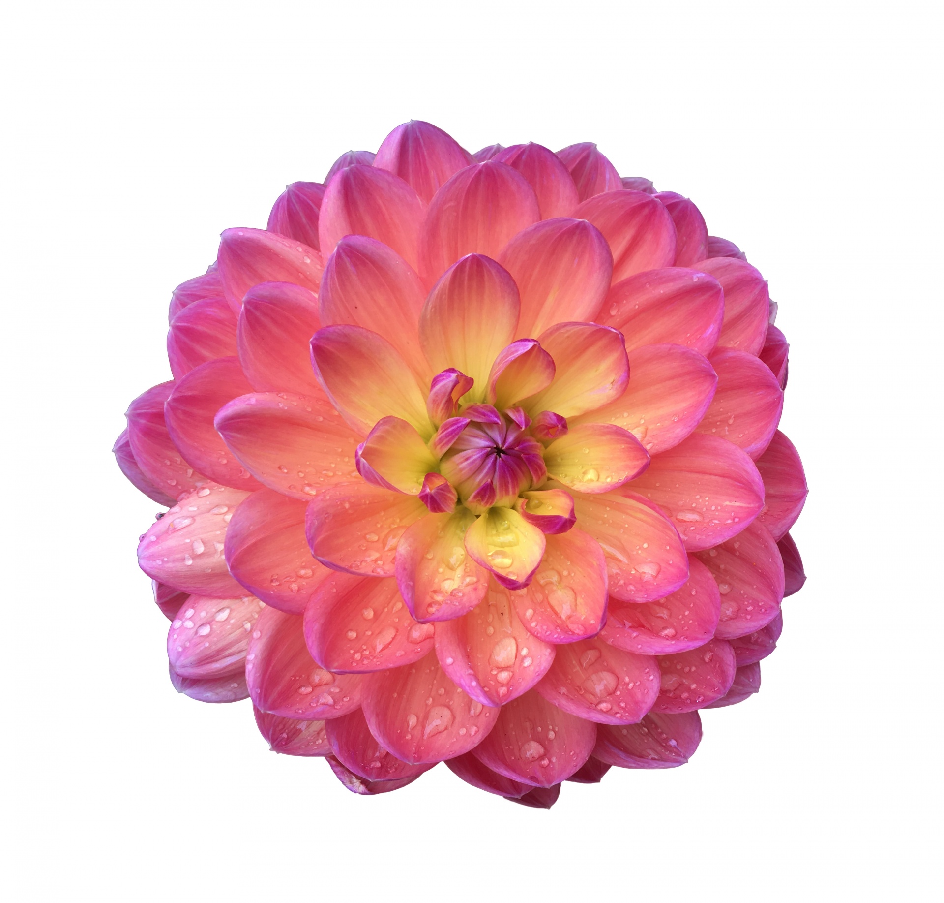 Dahlia Flower Isolated Free Stock Photo - Public Domain Pictures