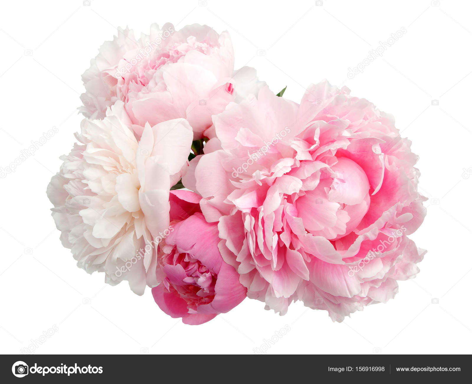 Цветы розовые пионы на белом фоне