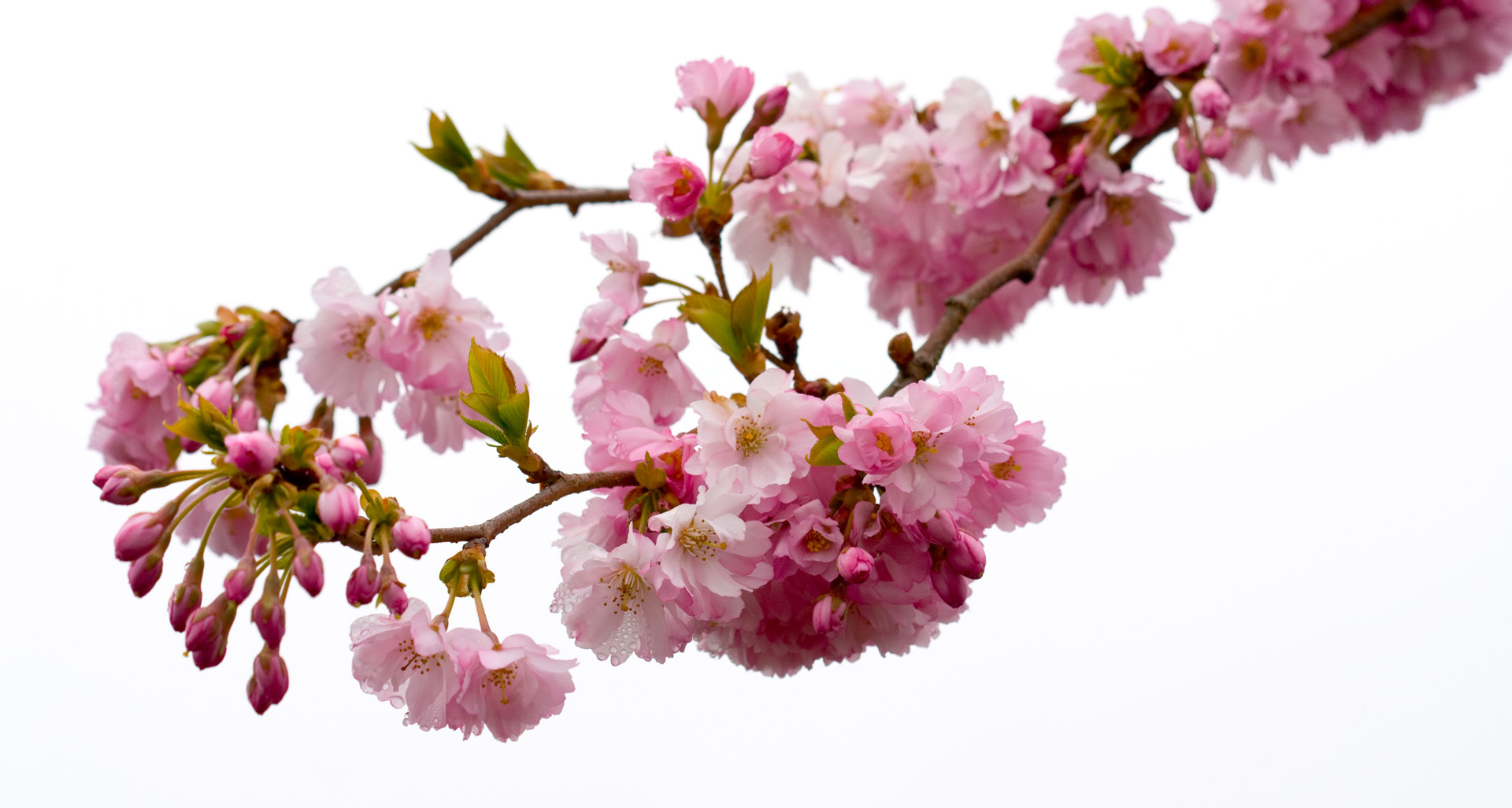 Pink Blossom Flowers Isolated Free Stock Photo - Public Domain Pictures