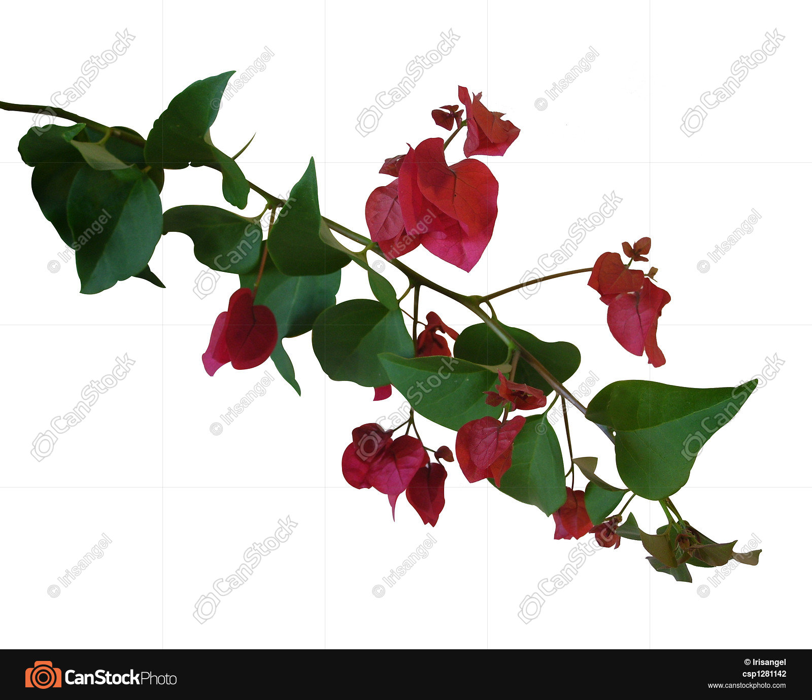 Bougainvillea isolated flowers. Image composition floral... stock ...