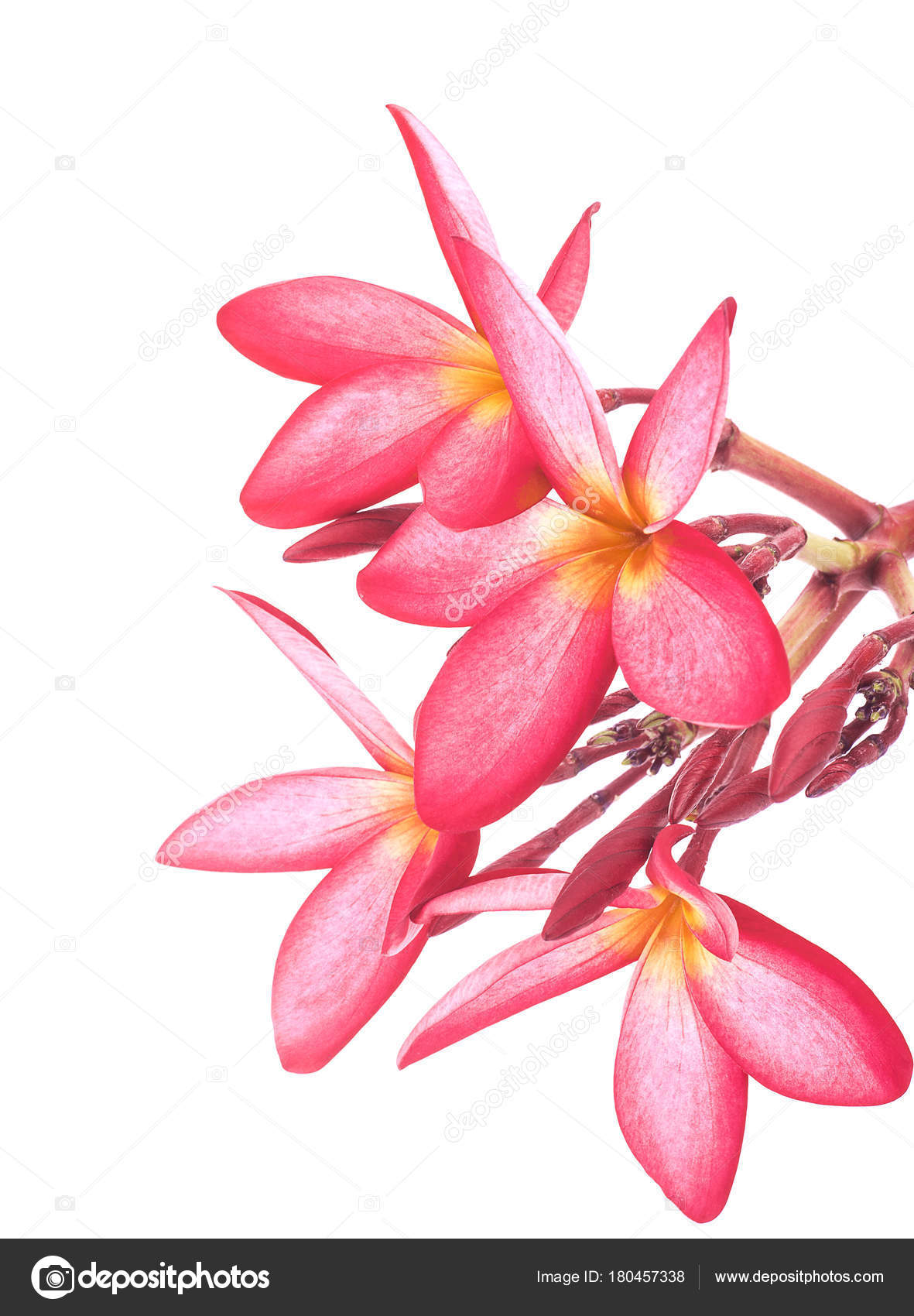 leelawadee flowers isolated on white background — Stock Photo ...