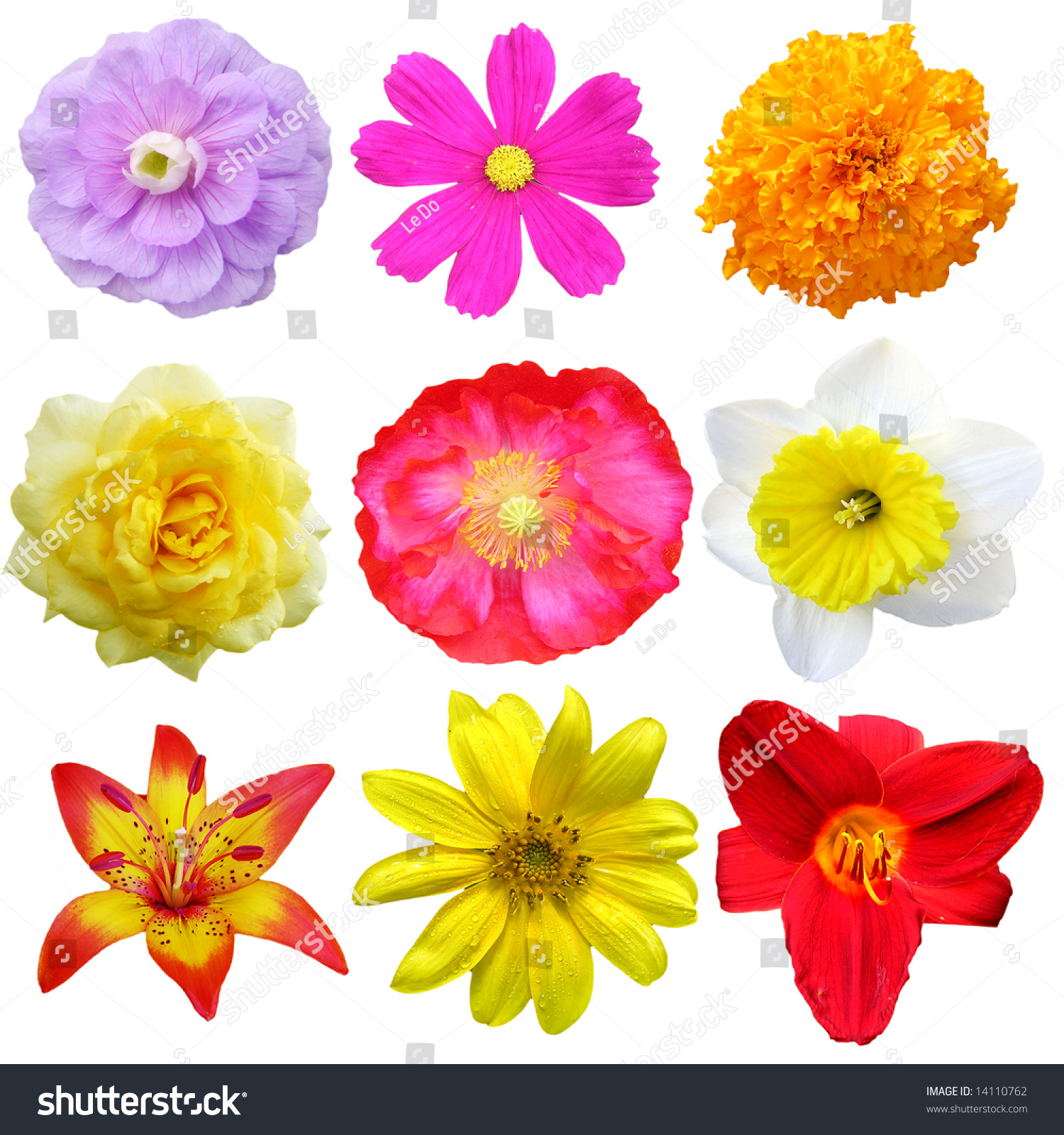 Set Nine Flower Heads Isolated On Stock Photo (Safe to Use) 14110762 ...