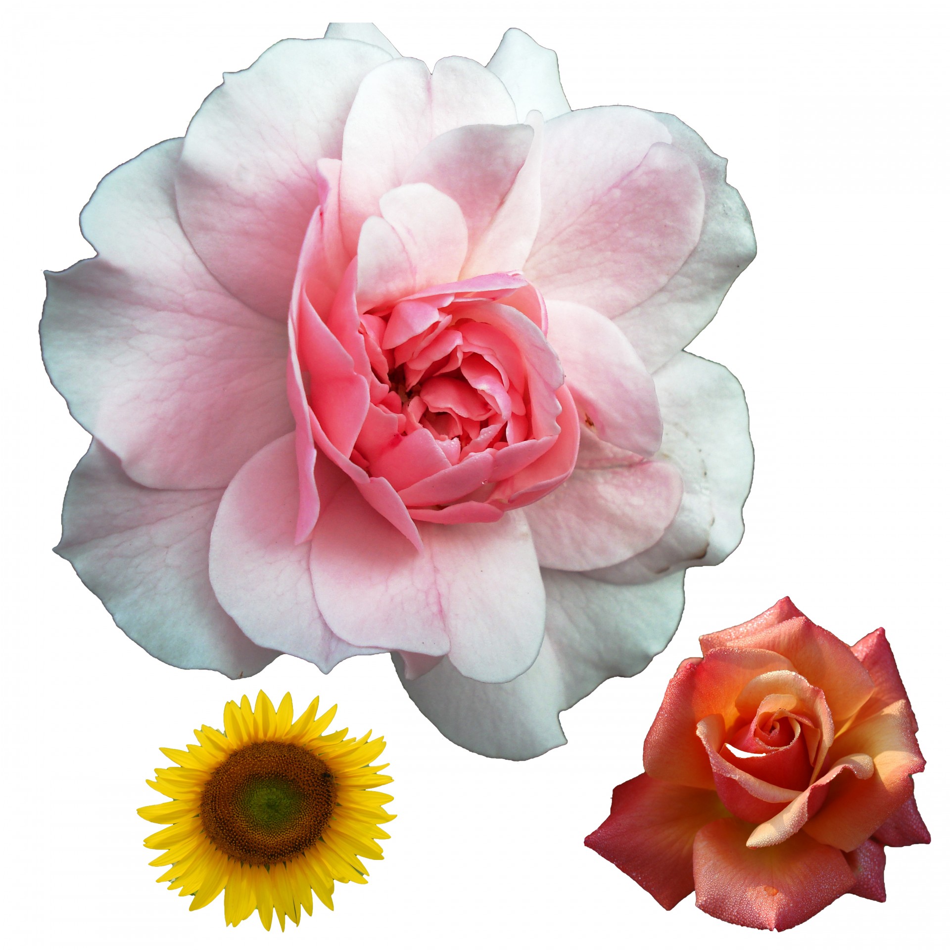 Isolated Flower Clipart Free Stock Photo - Public Domain Pictures