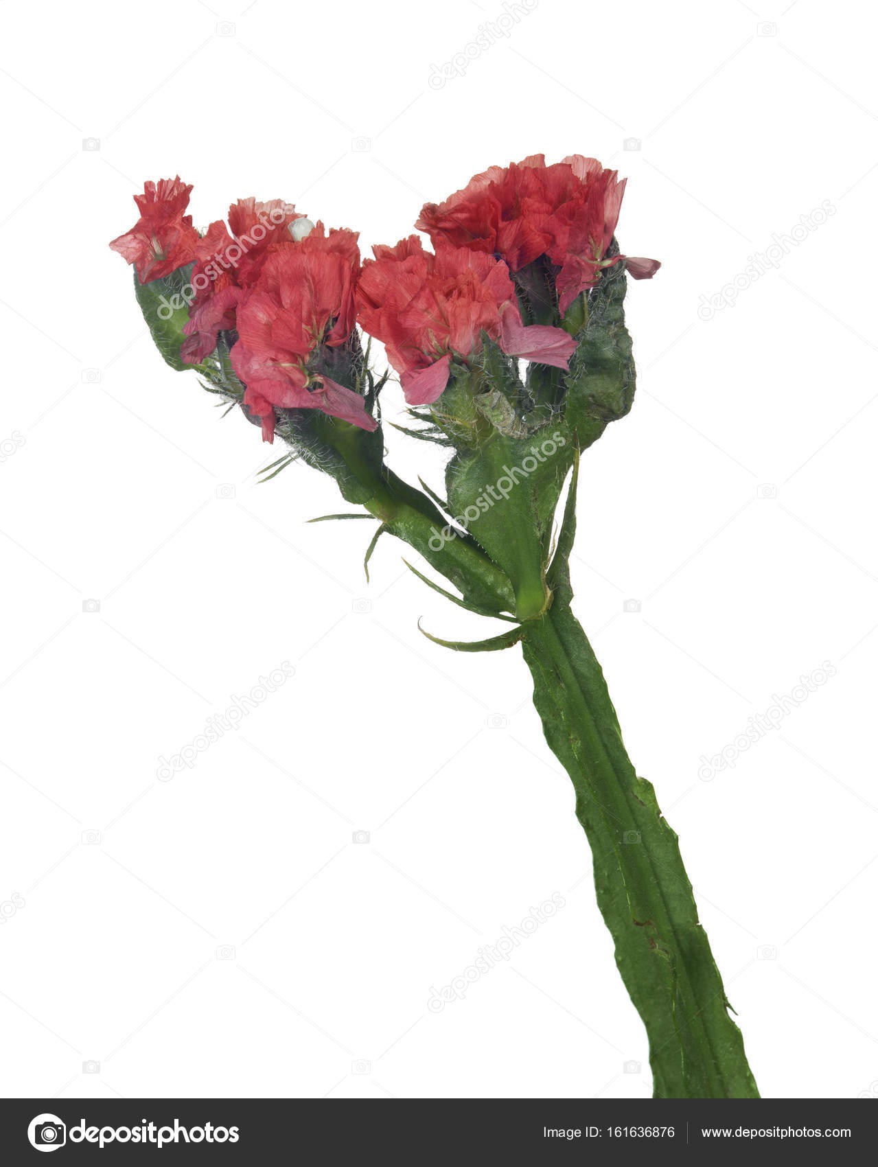 wild small red isolated flowers — Stock Photo © Dr.PAS #161636876