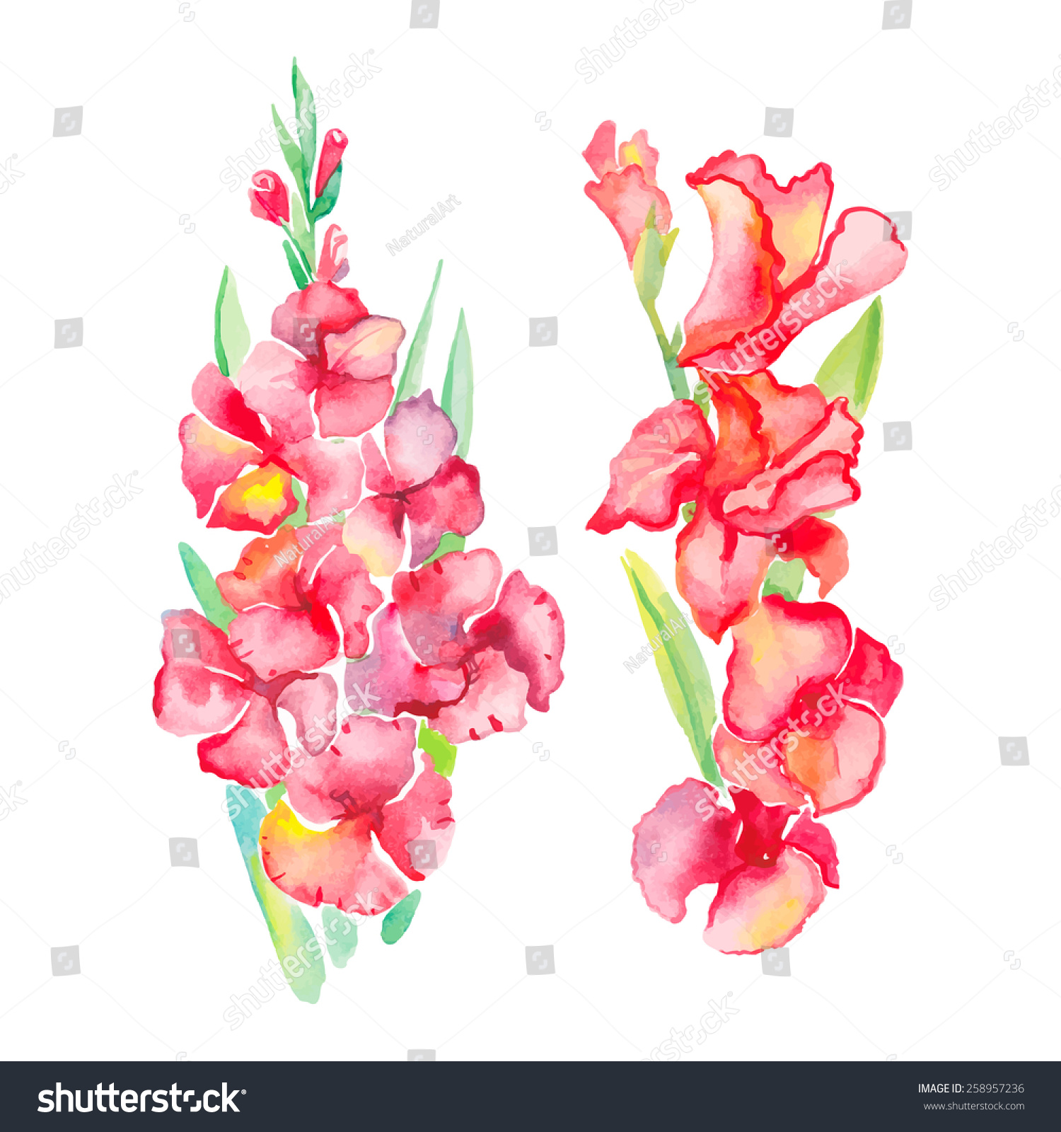 Gladiolus Isolated Flowers Ttropical Flowers Your Stock Illustration ...