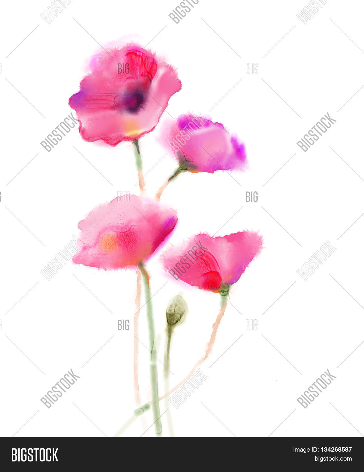 Watercolor Painting Poppy Flower. Image & Photo | Bigstock
