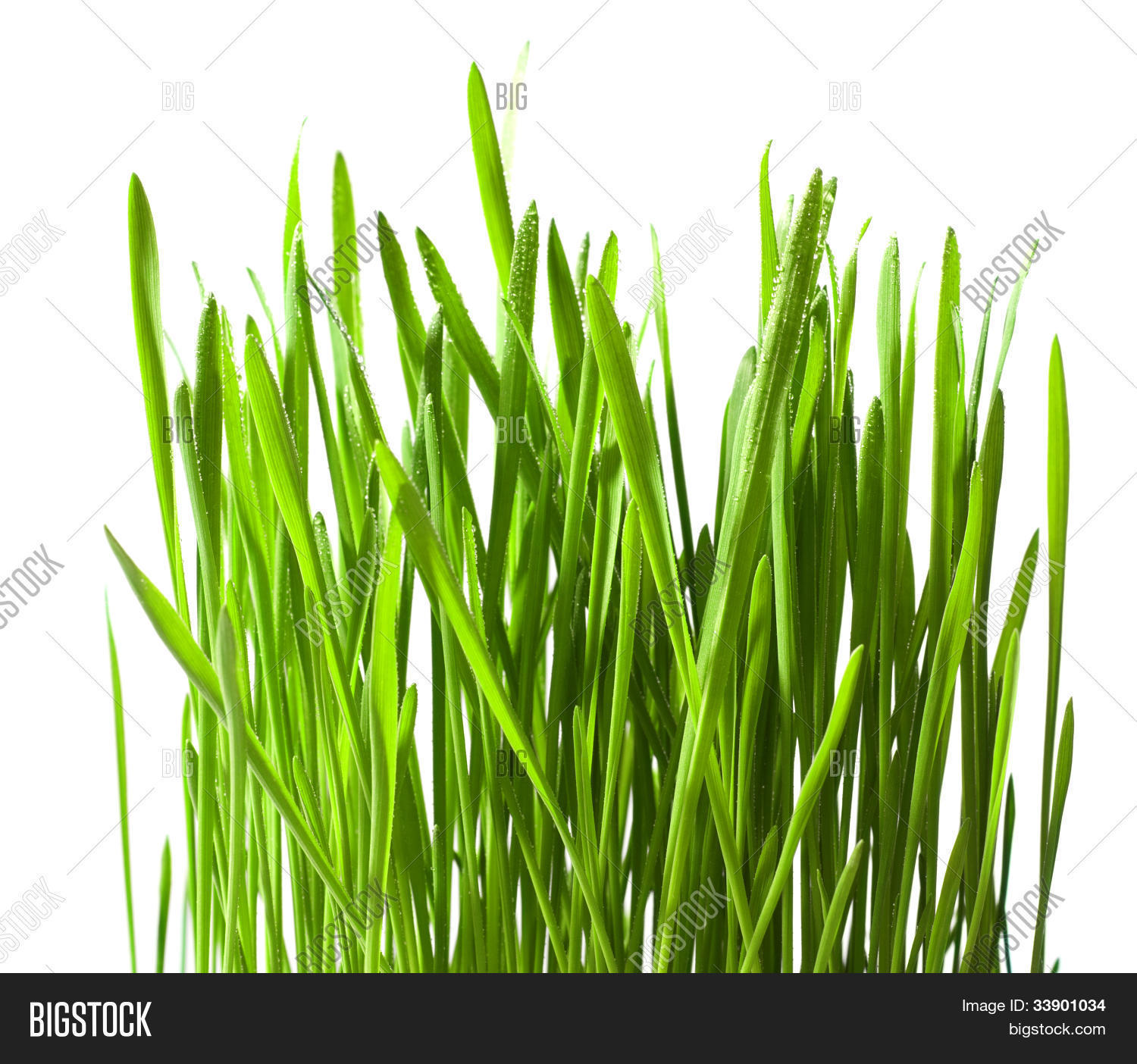 Isolated Green Grass Drops On White Image & Photo | Bigstock
