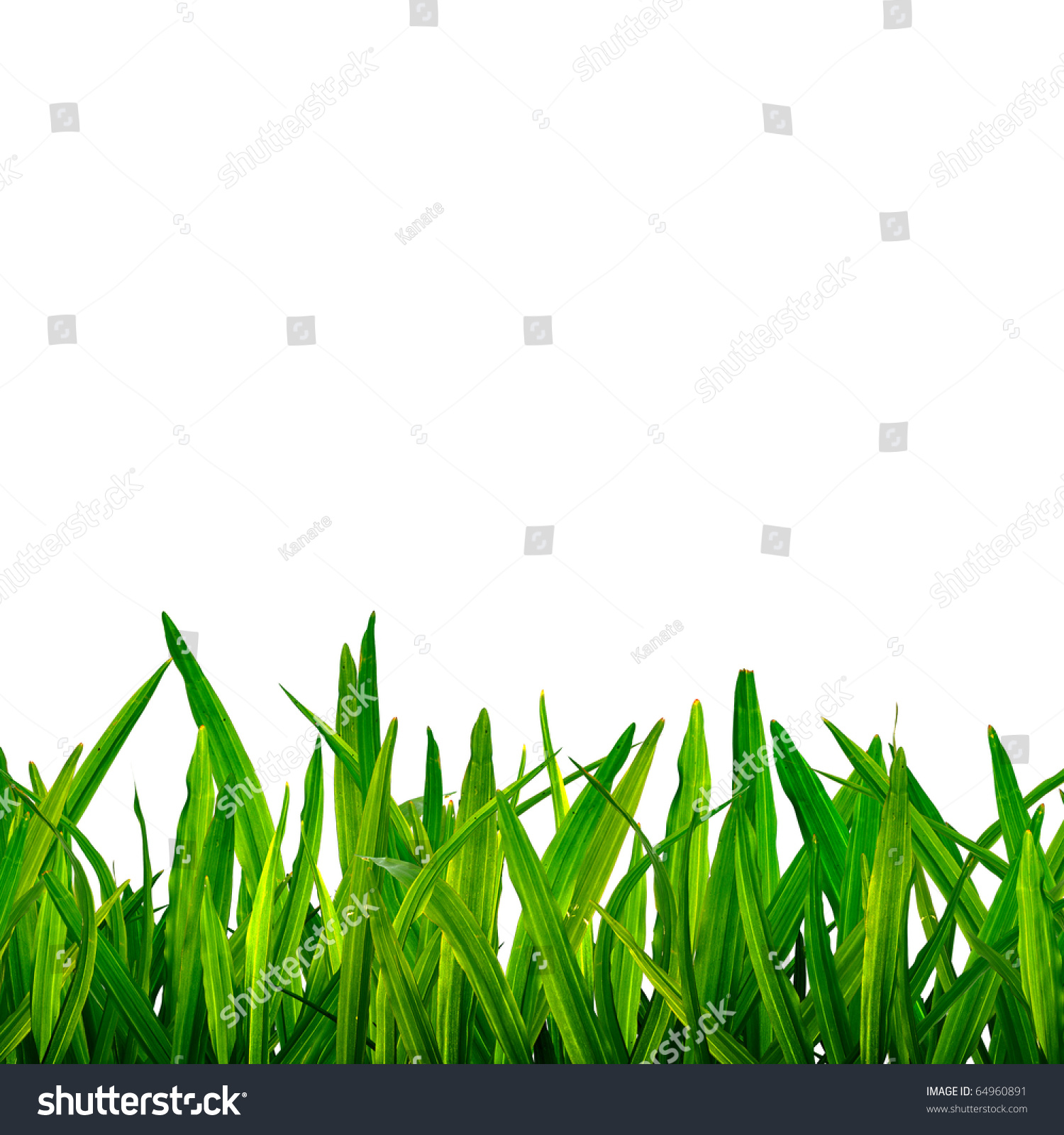 Isolated green grass photo