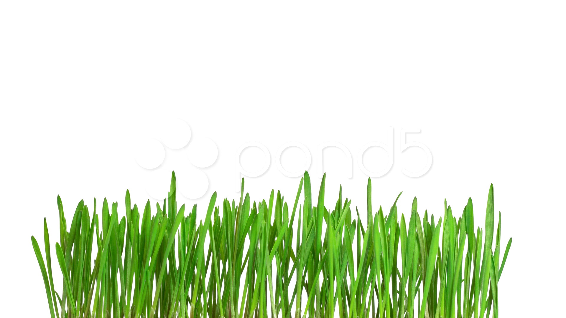 Green grass growing time-lapse - isolated on white background ...