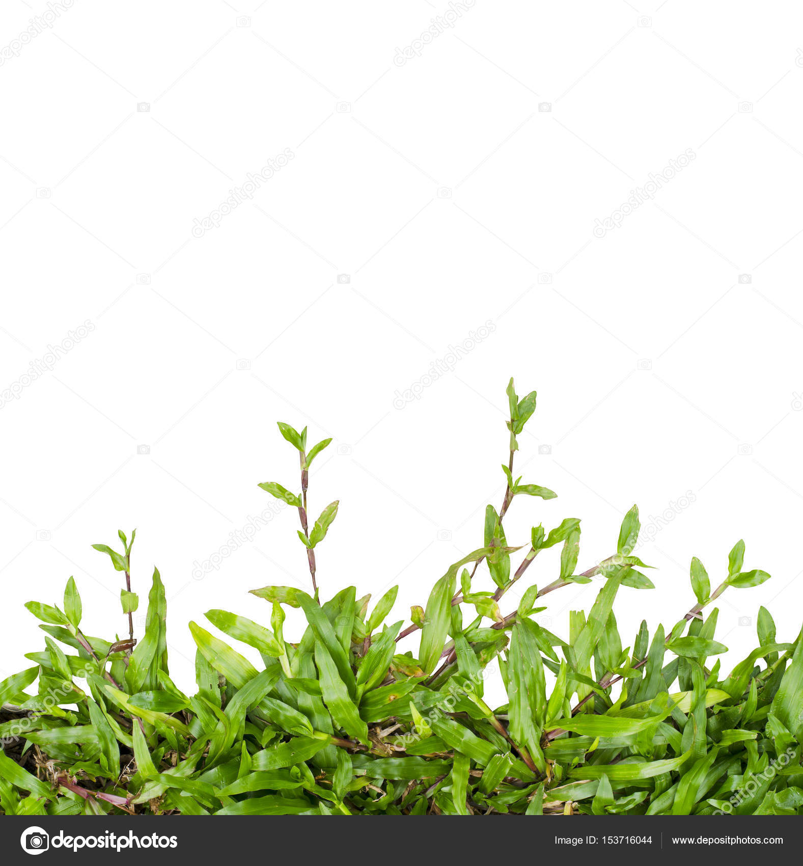 Green grass Ivy isolated — Stock Photo © phochi #153716044