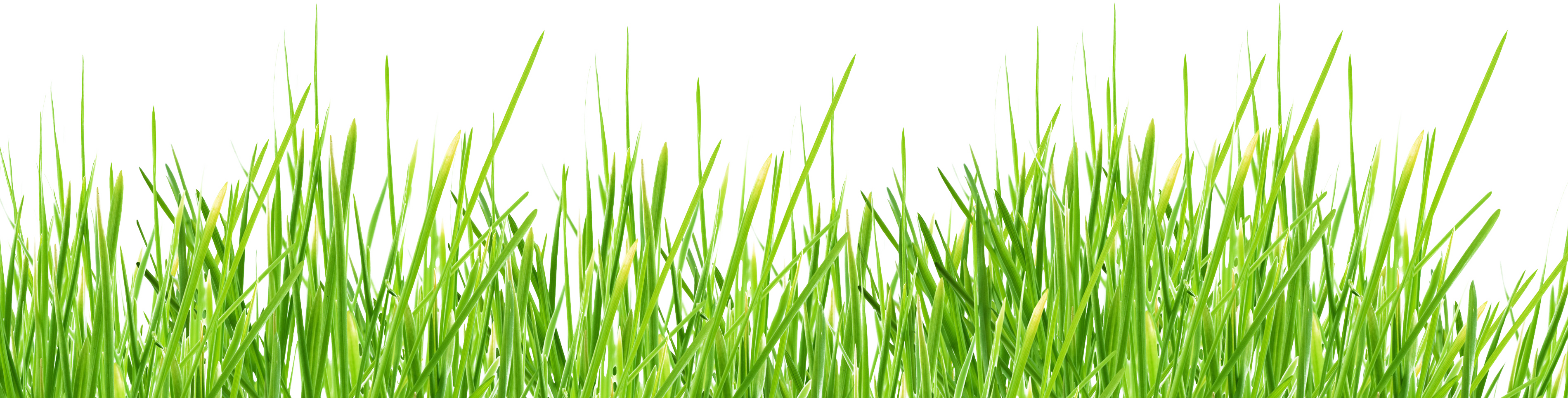 Green Grass Eighteen | Isolated Stock Photo by noBACKS.com