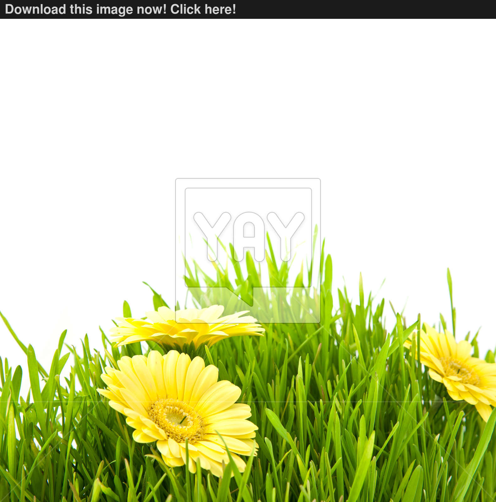 Isolated green grass with yellow flowers image | YayImages.com