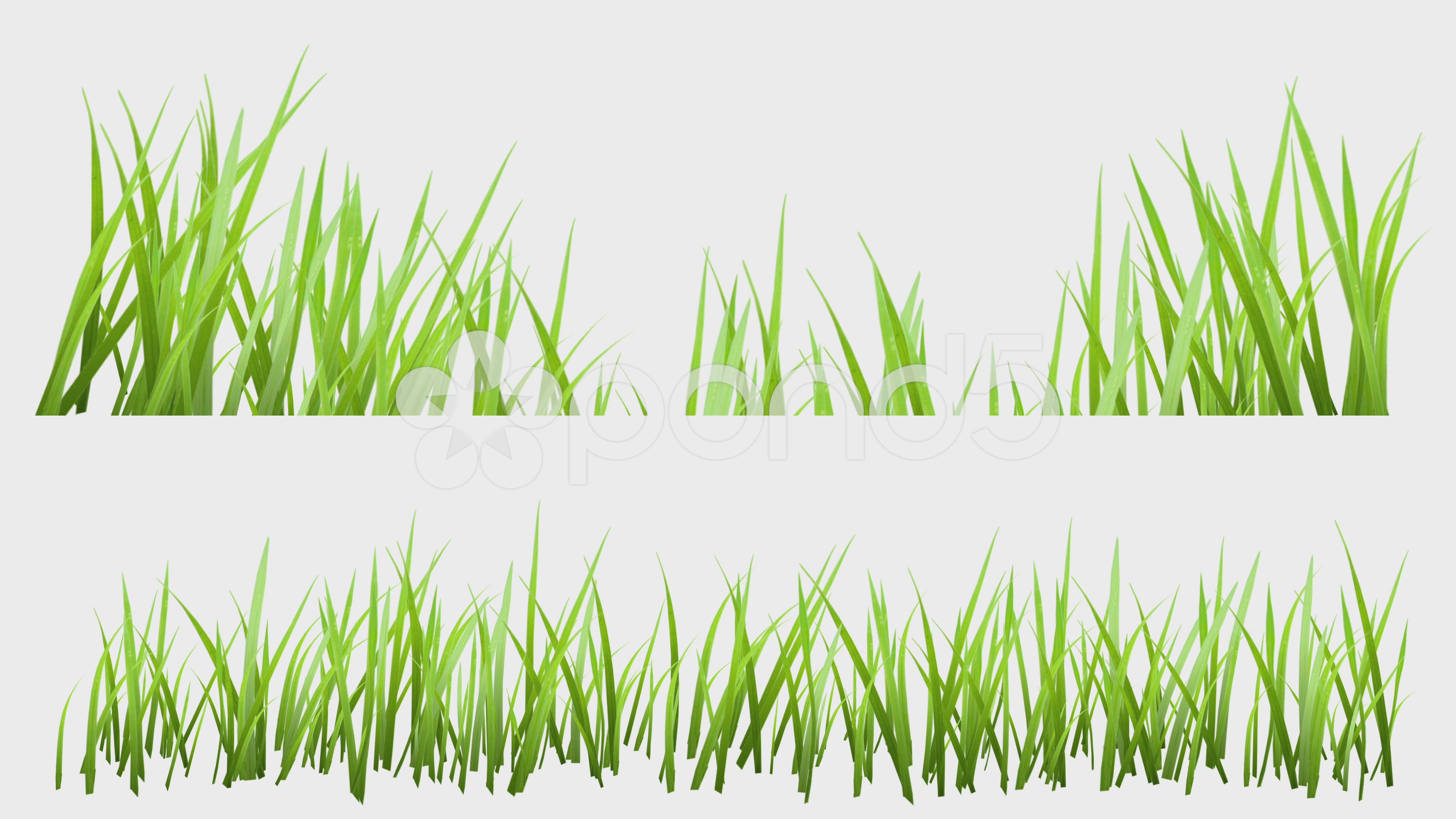 Video: Green Grass Growing with Matte, isolated on White Background ...
