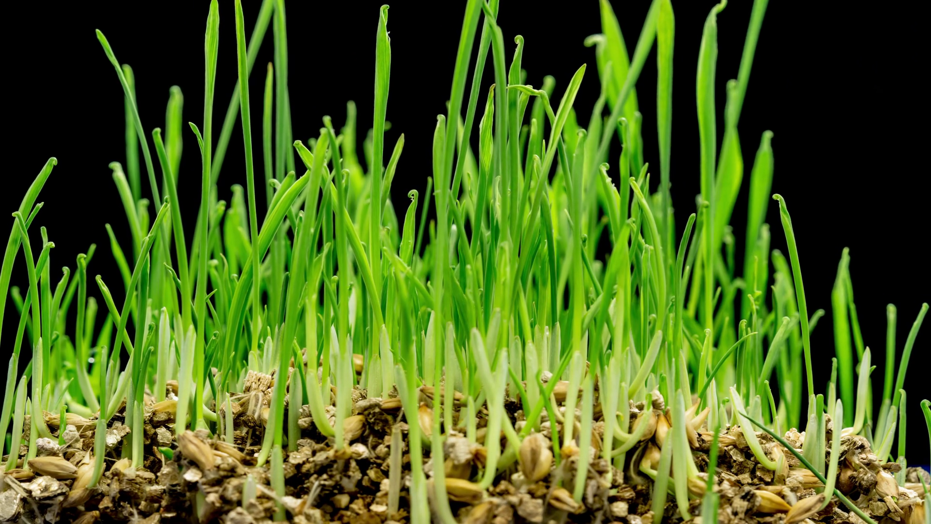 Time-lapse green grass growing. Closeup of green grass growing ...