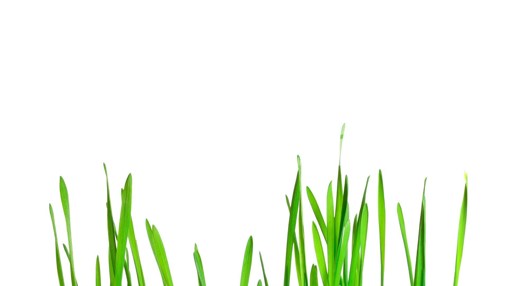 Green grass growing time-lapse - isolated on white background ...