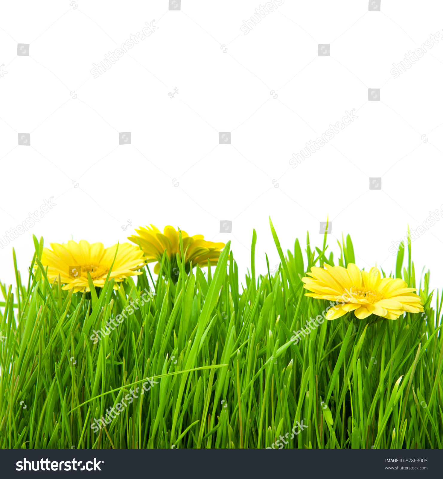 Isolated Green Grass Yellow Flowers On Stock Photo 87863008 ...
