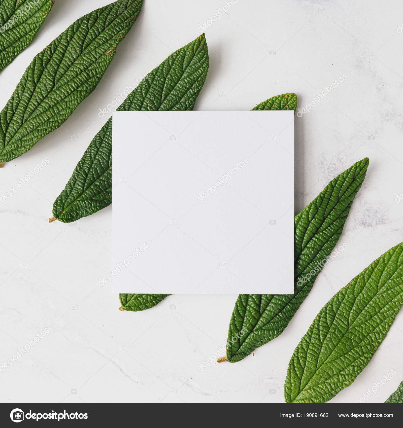 Empty Paper Card Green Leaves Isolated White Background Minimal ...