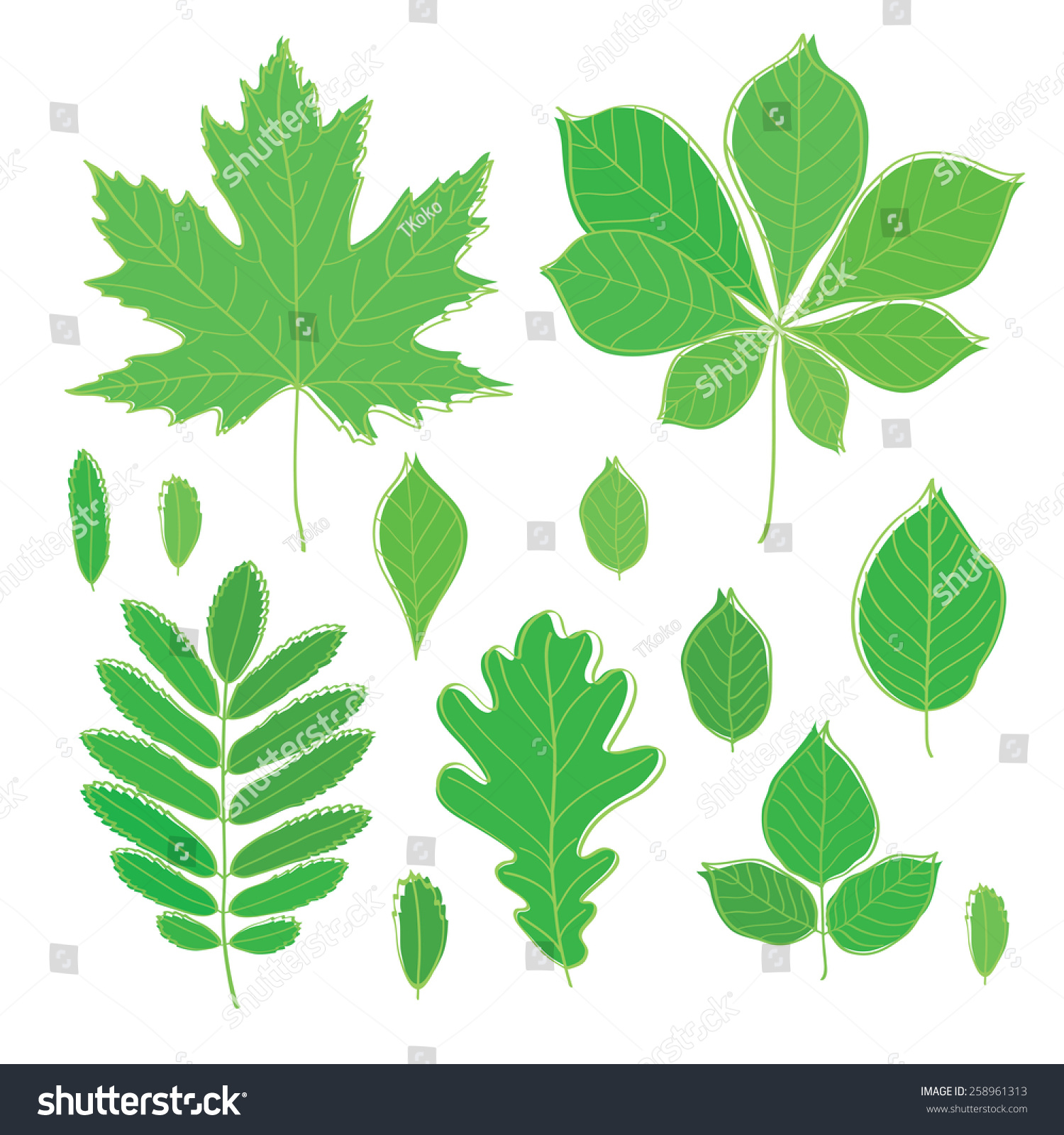 Set Leaves Various Trees Isolated Green Stock Vector 258961313 ...