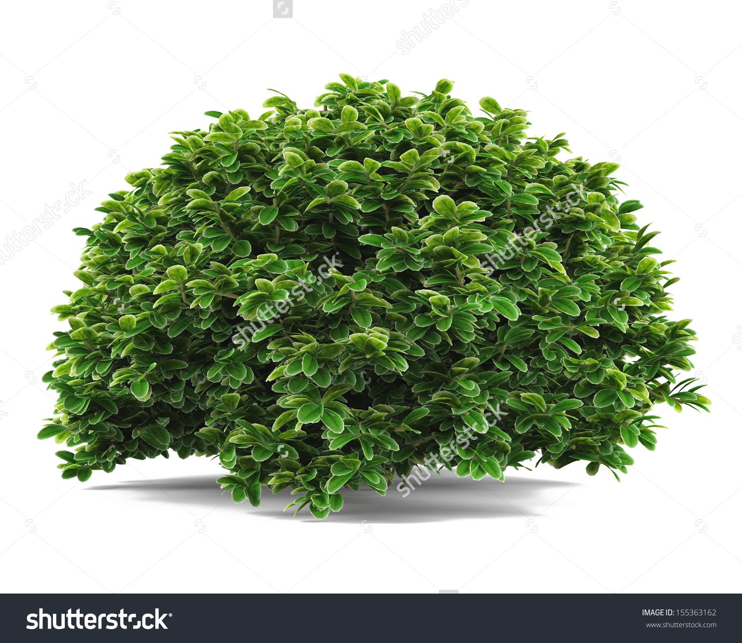 stock-photo-plant-bush-isolated-155363162.jpg (1500×1300) | Trees ...