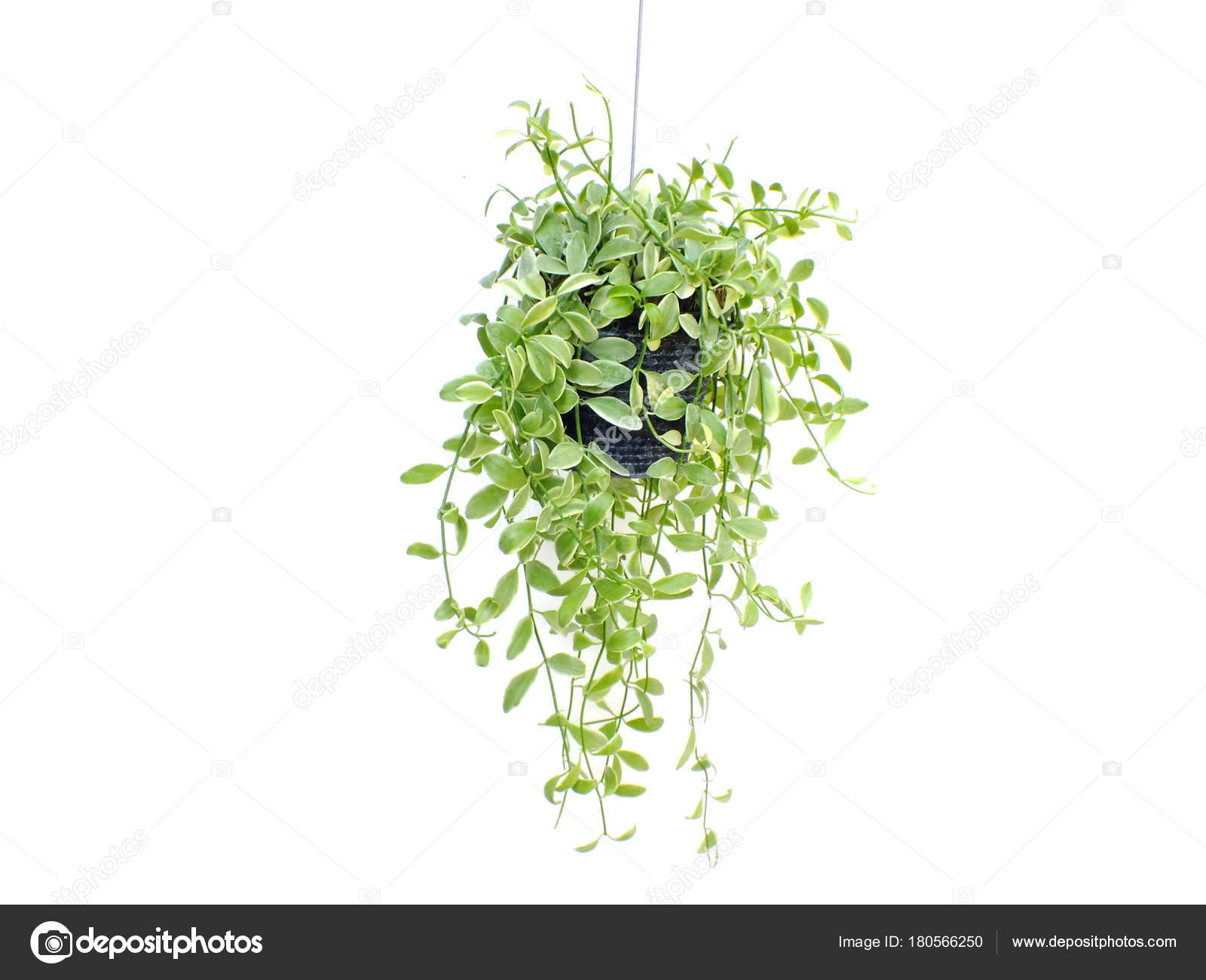 Green Plant Hanging Isolated Collection White Background — Stock ...