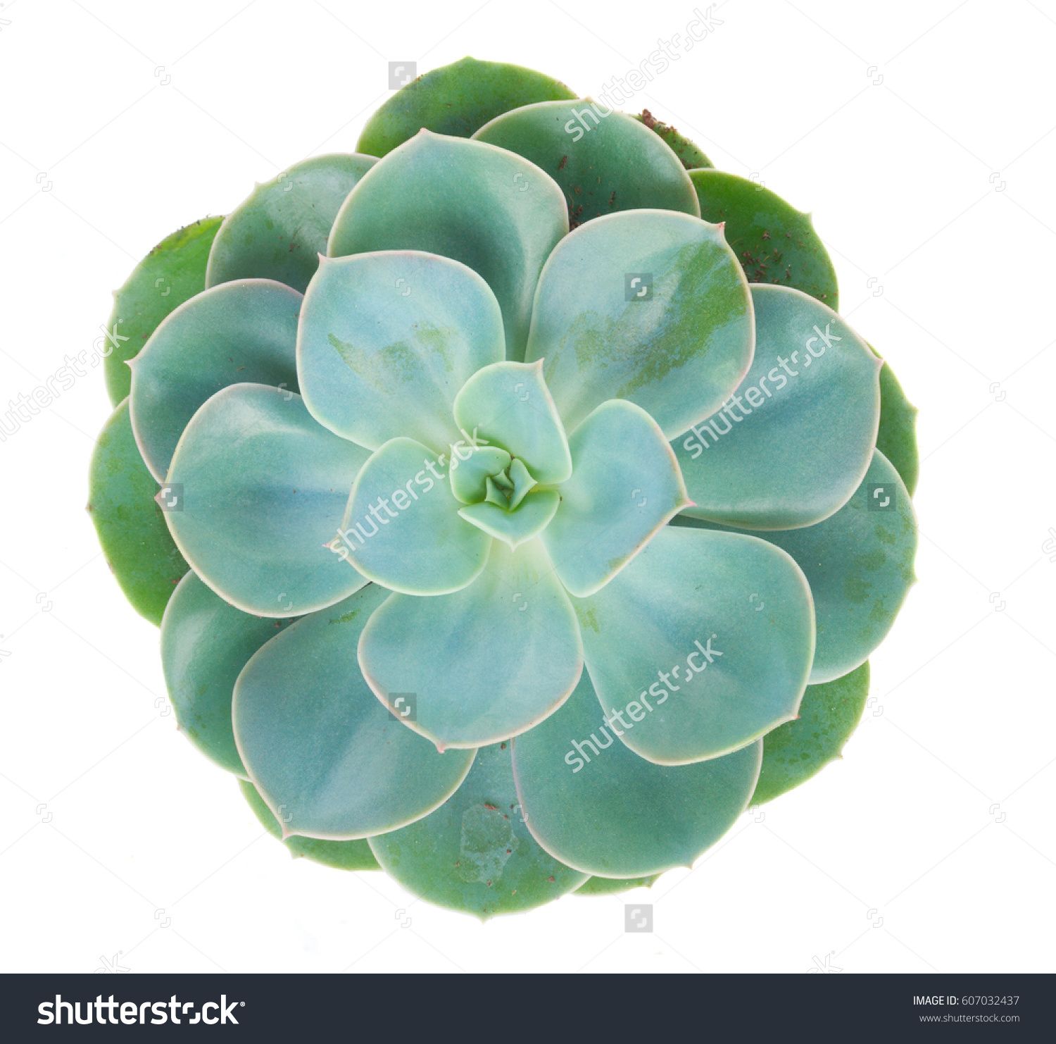 One succulent green plant isolated on white background, top view ...