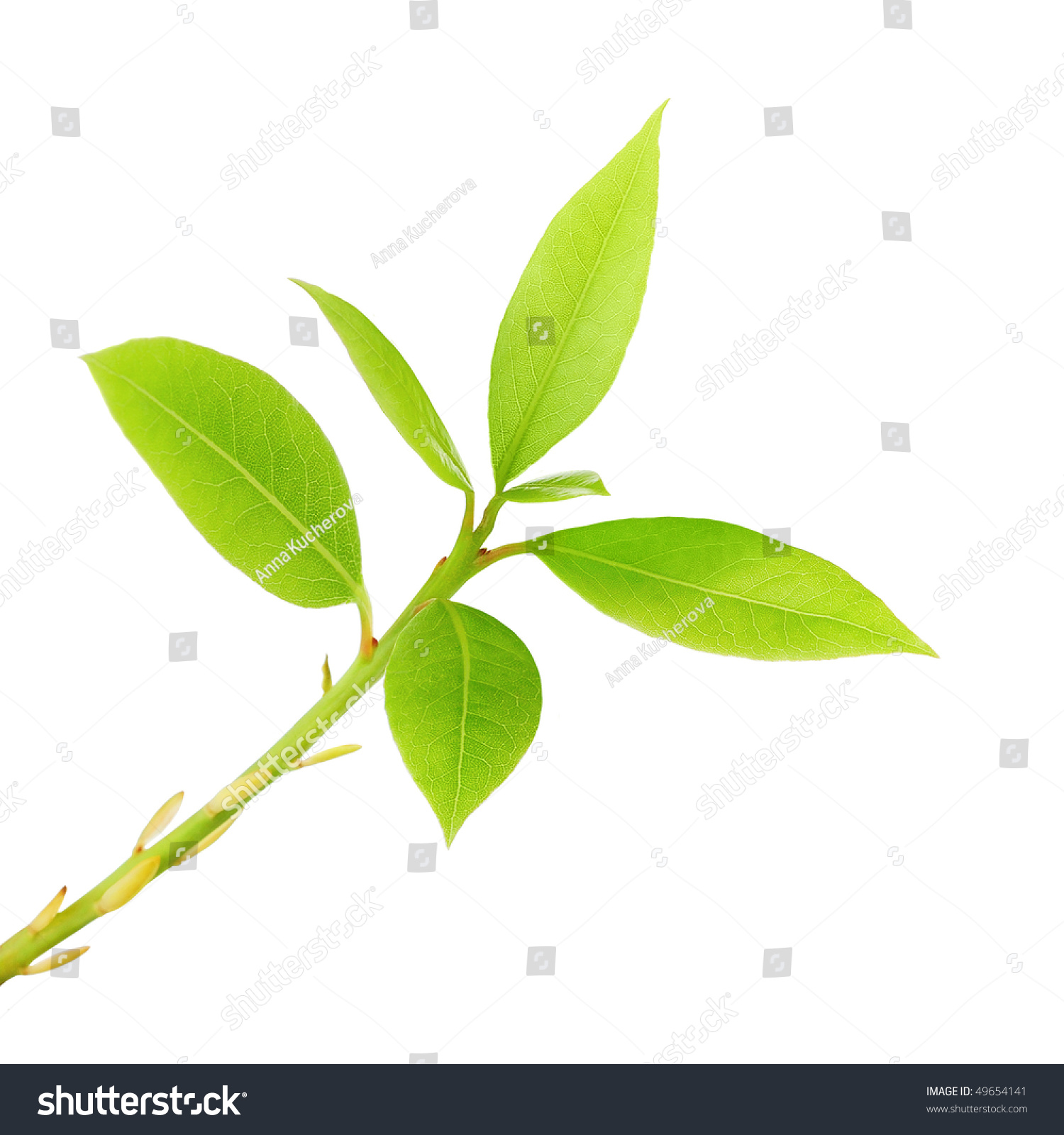 Isolated Plant Fresh Spring Leaves Isolated Stock Photo 49654141 ...