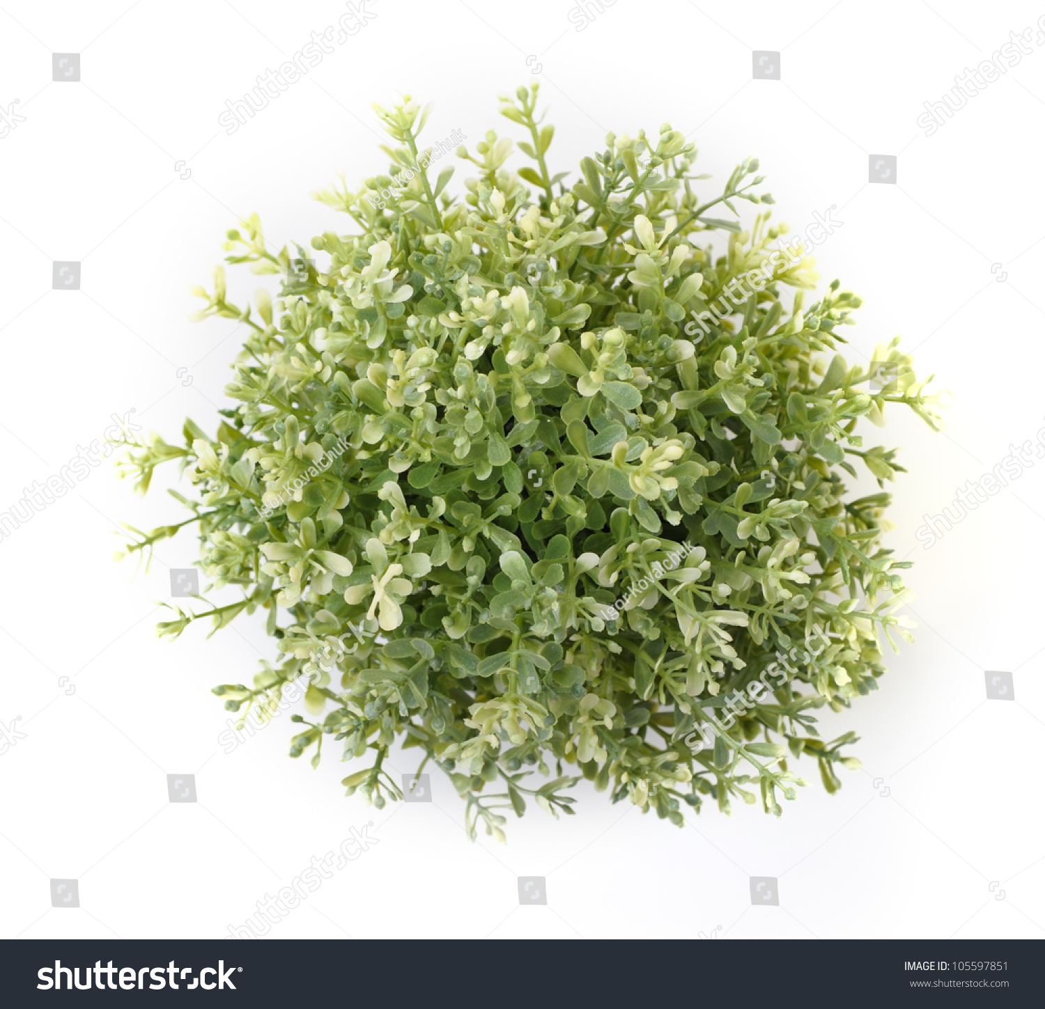 Home Plant Isolated On White Background Stock Photo 105597851 ...