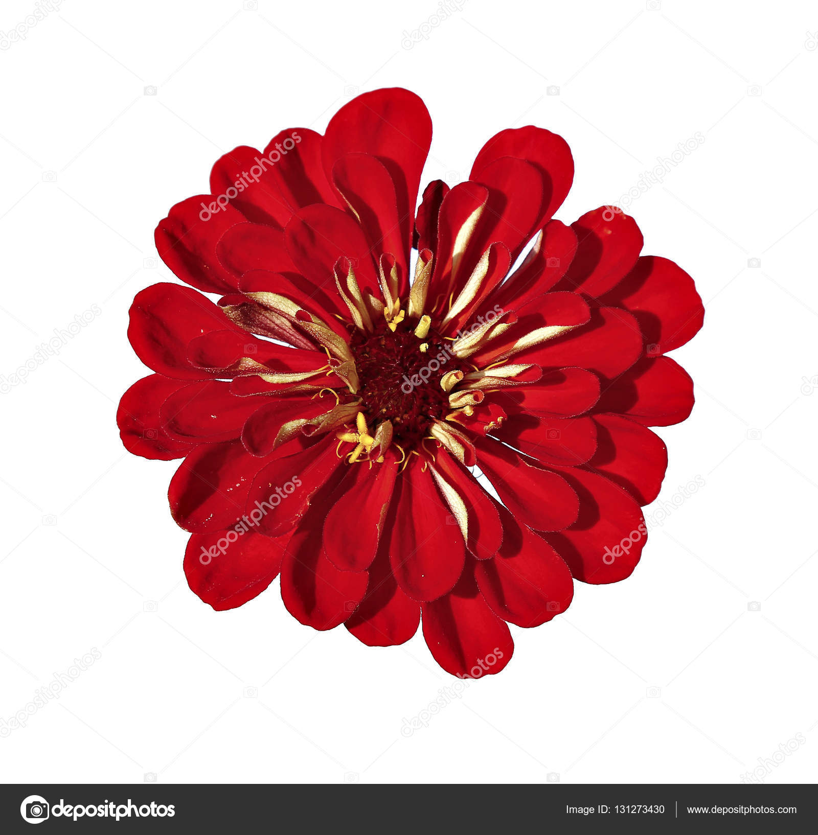 Bright red flower zinnia isolated — Stock Photo © Kingan77 #131273430