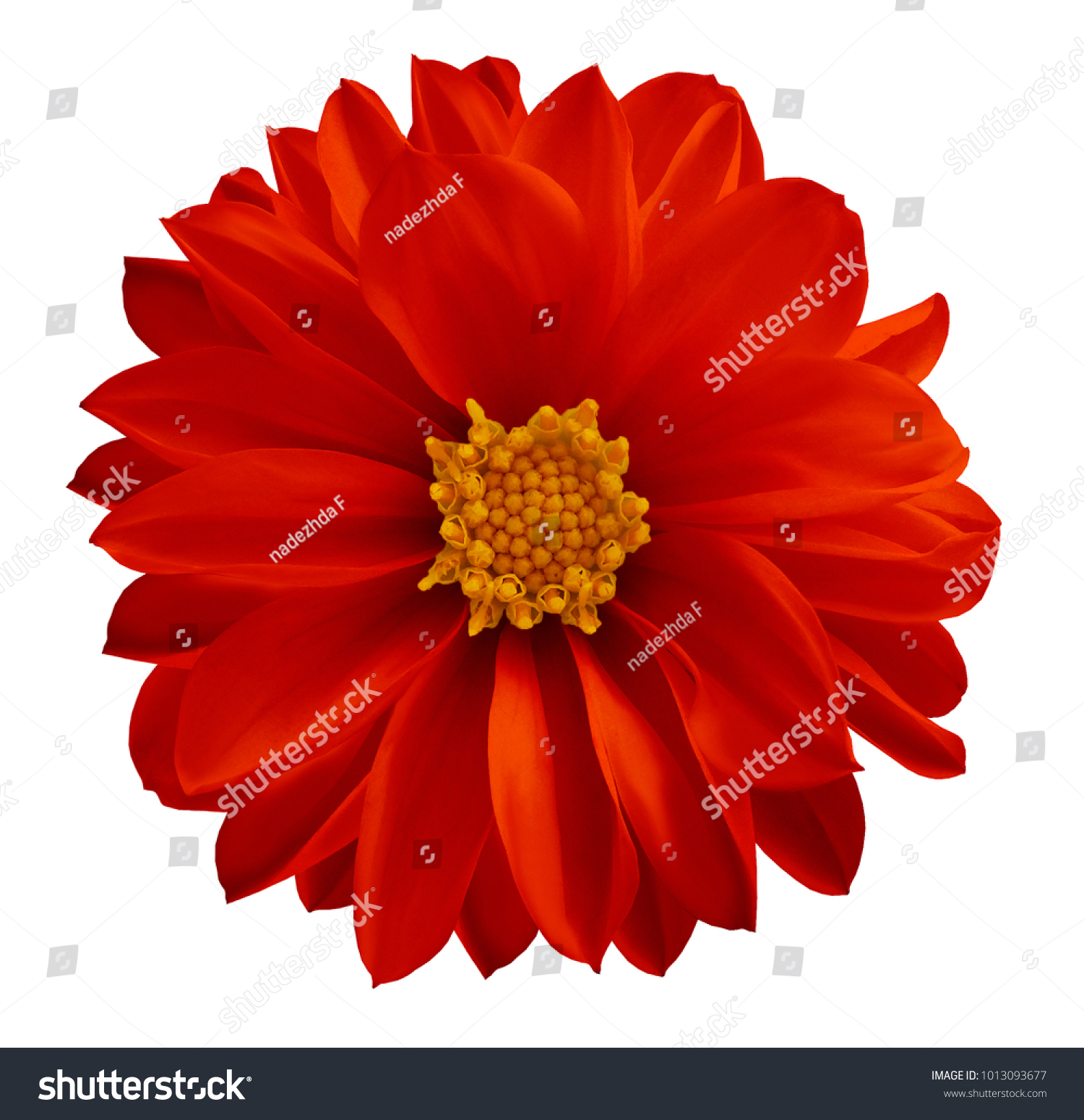 Dahlia Red Flower On White Isolated Stock Photo 1013093677 ...