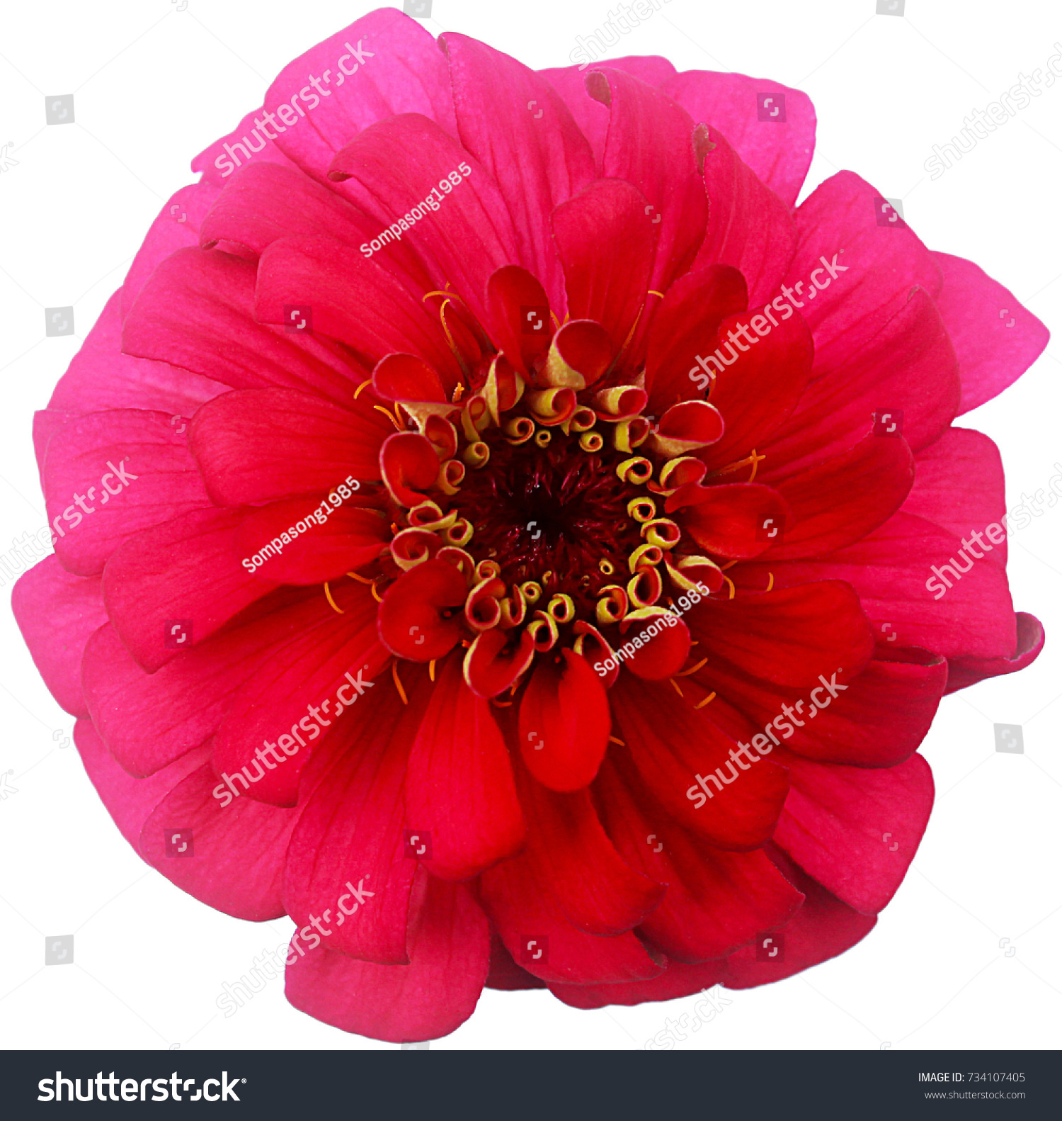 Red Flower Isolated On White Background Stock Photo (Edit Now ...