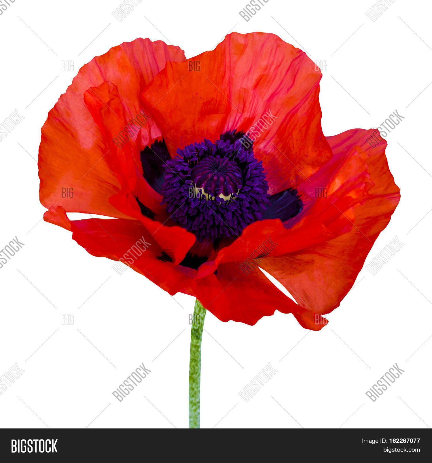 Poppy. Red Poppy Isolated On White Image & Photo | Bigstock