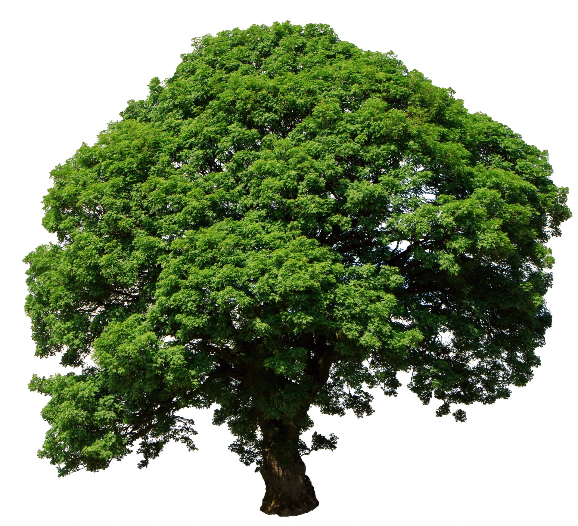 Tree Isolated On White Free Stock Photo - Public Domain Pictures