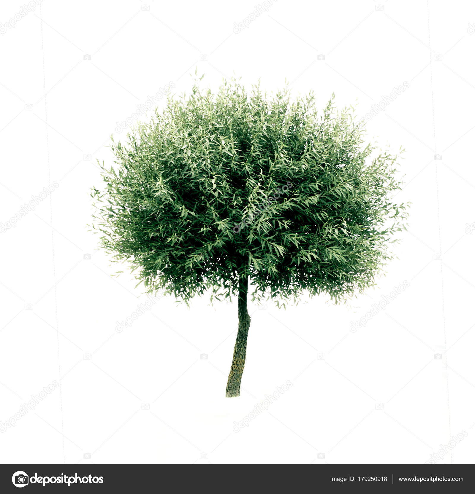 isolated tree — Stock Photo © flibustier #179250918