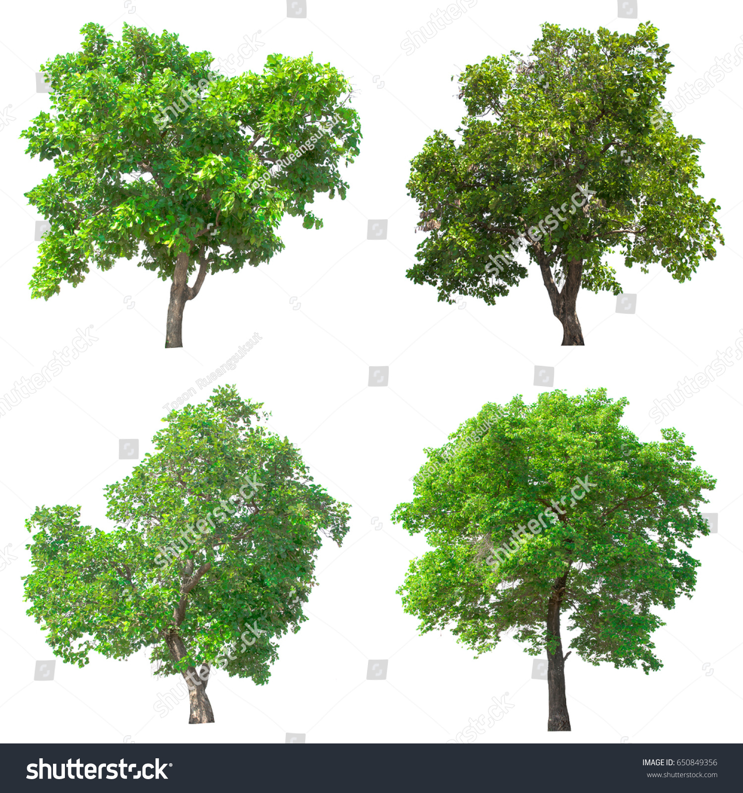 Isolated Tree On White Background Stock Photo 650849356 - Shutterstock