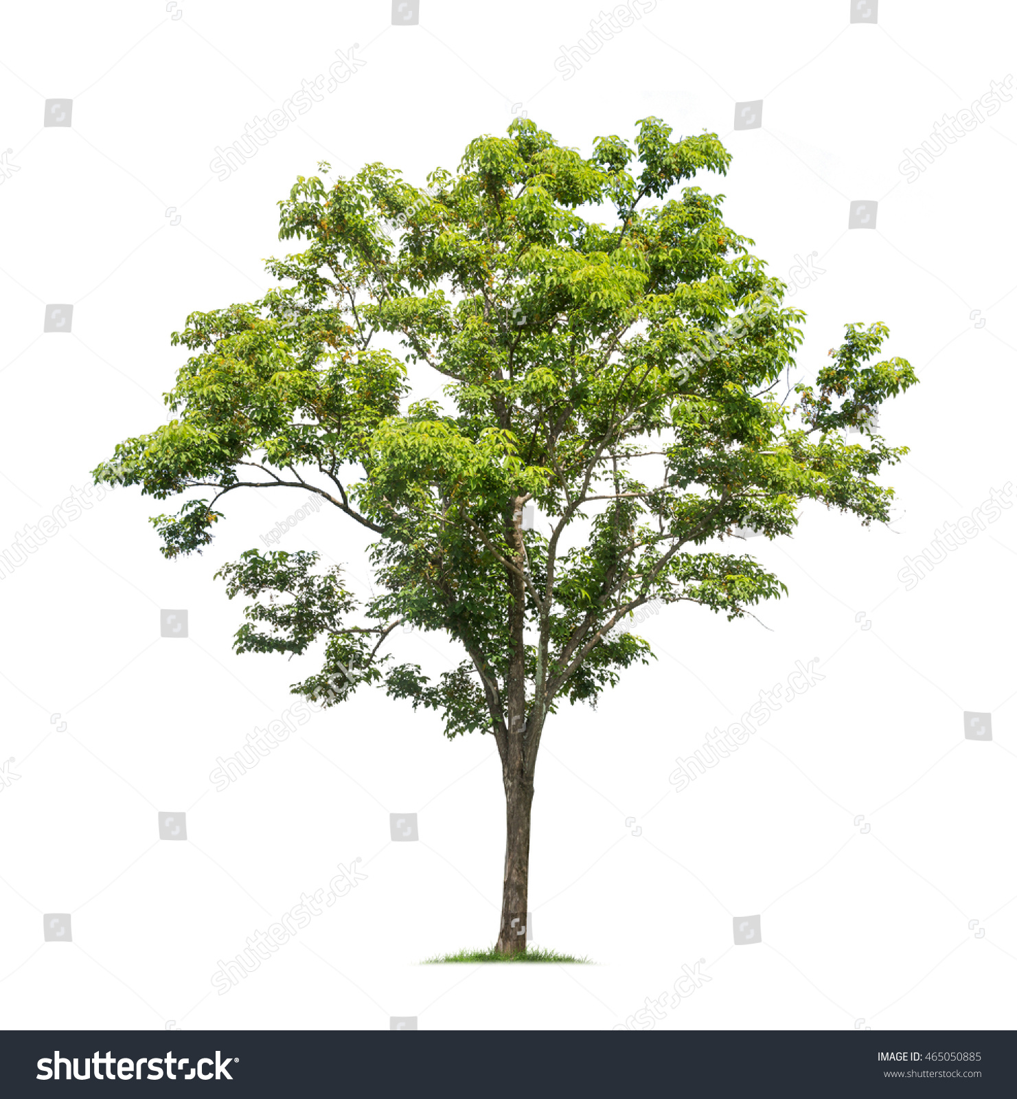 Isolated Tree On White Background Stock Photo (Royalty Free ...