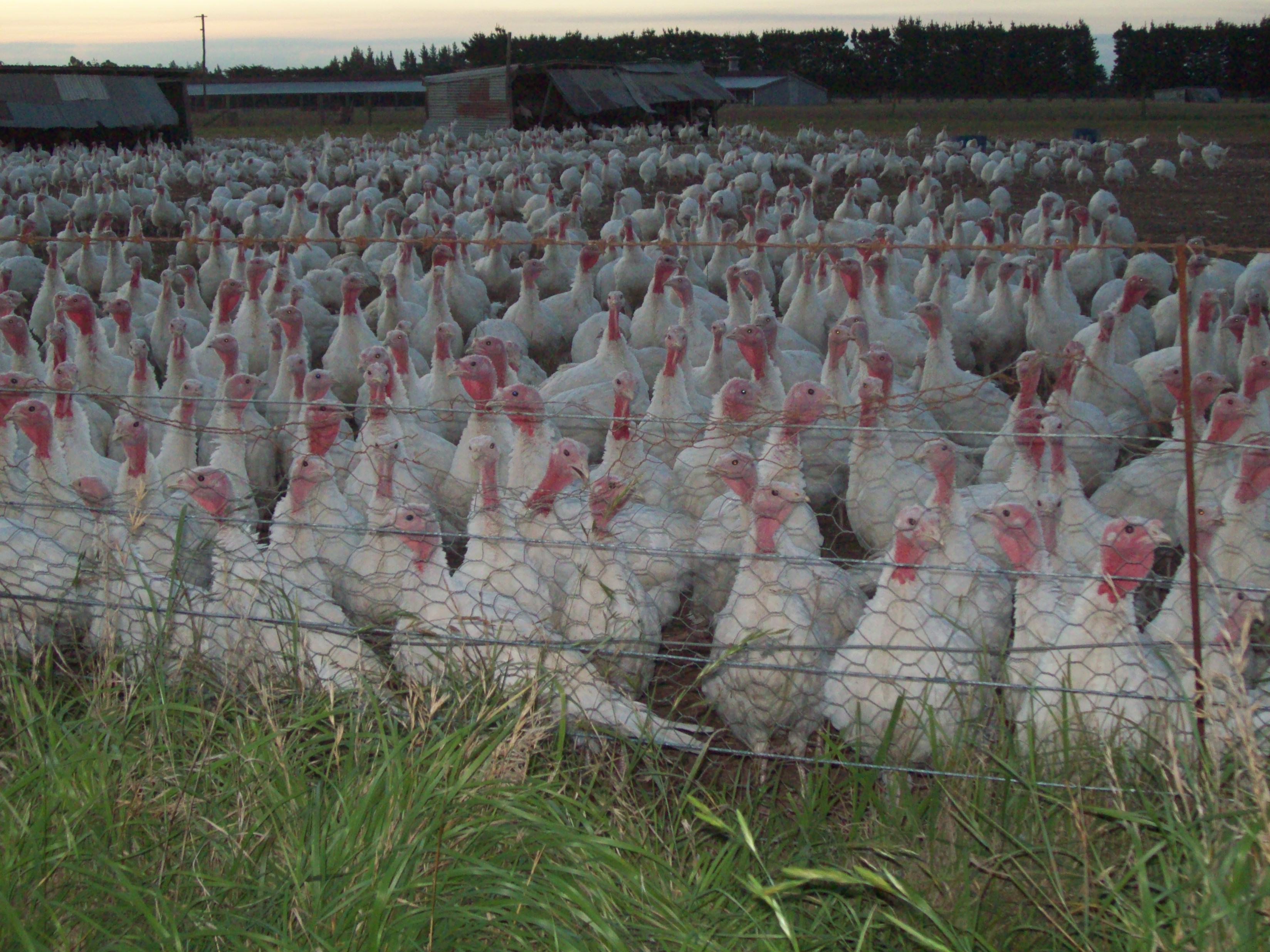 Ist das  turkeys @ dromore - scenes by t photo