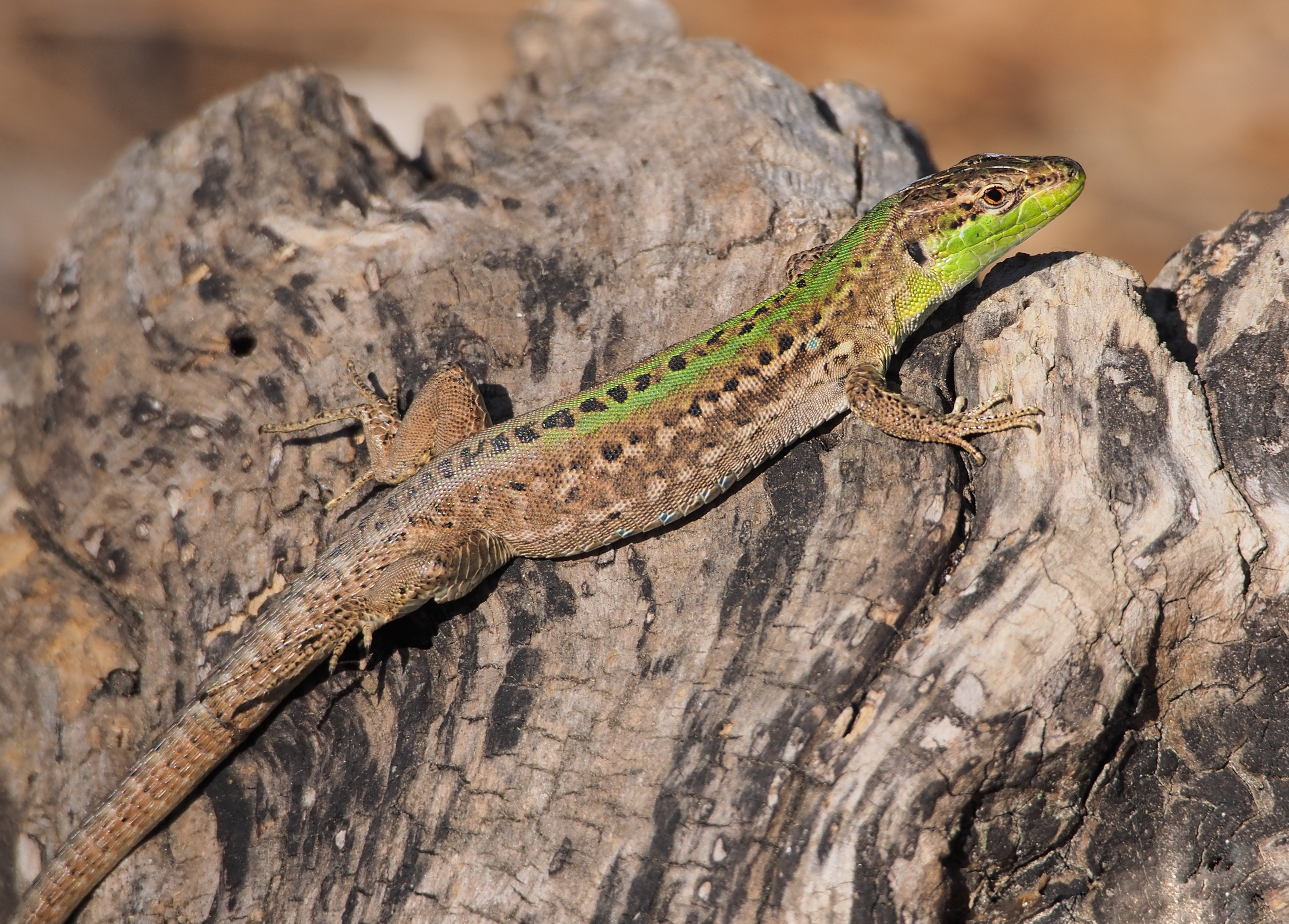 File:Podarcis sicula taking morning sunbath (Italian wall lizard ...