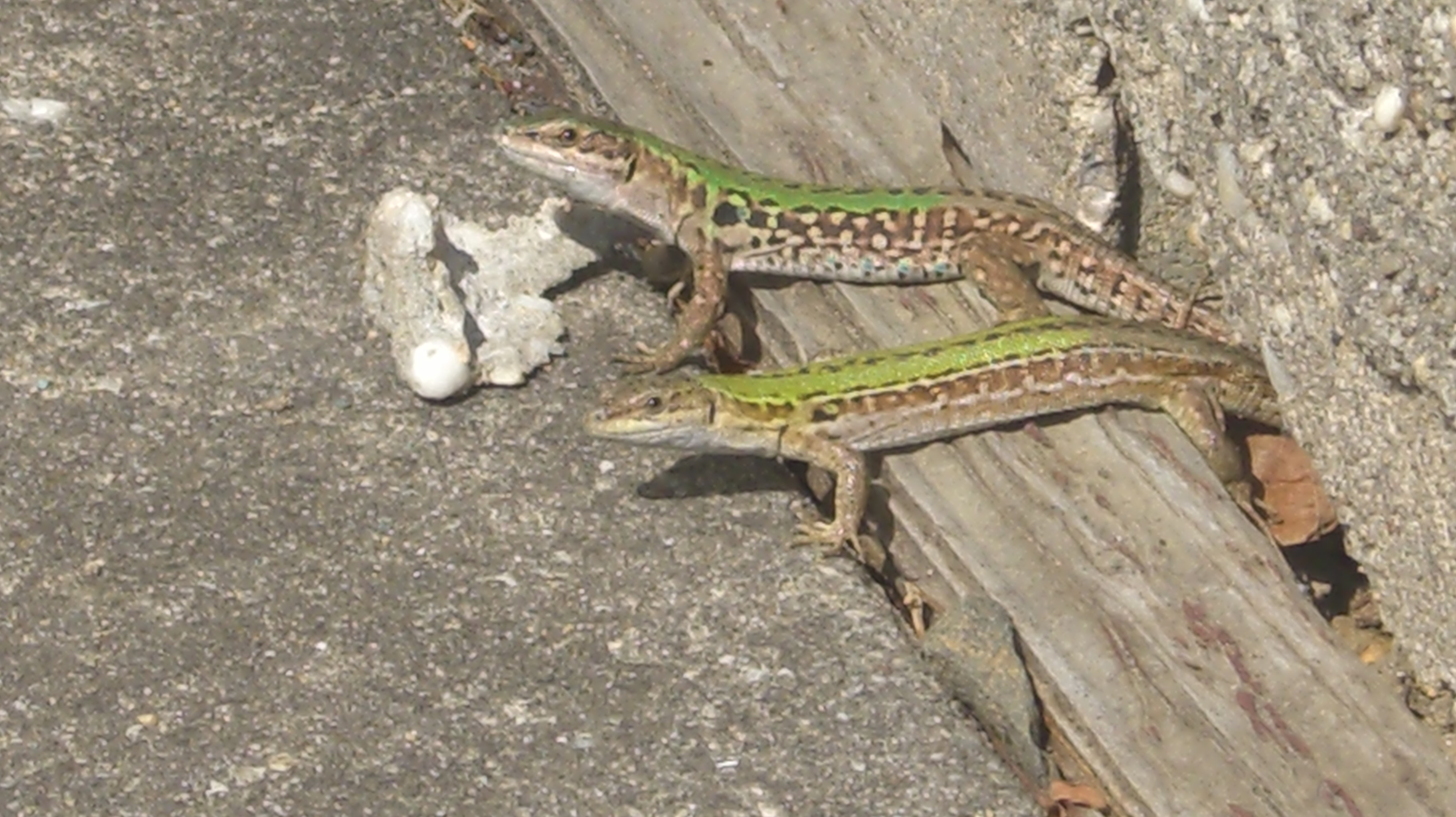 Italian Wall Lizards (New York, Merrick, York: house, shop, eat ...
