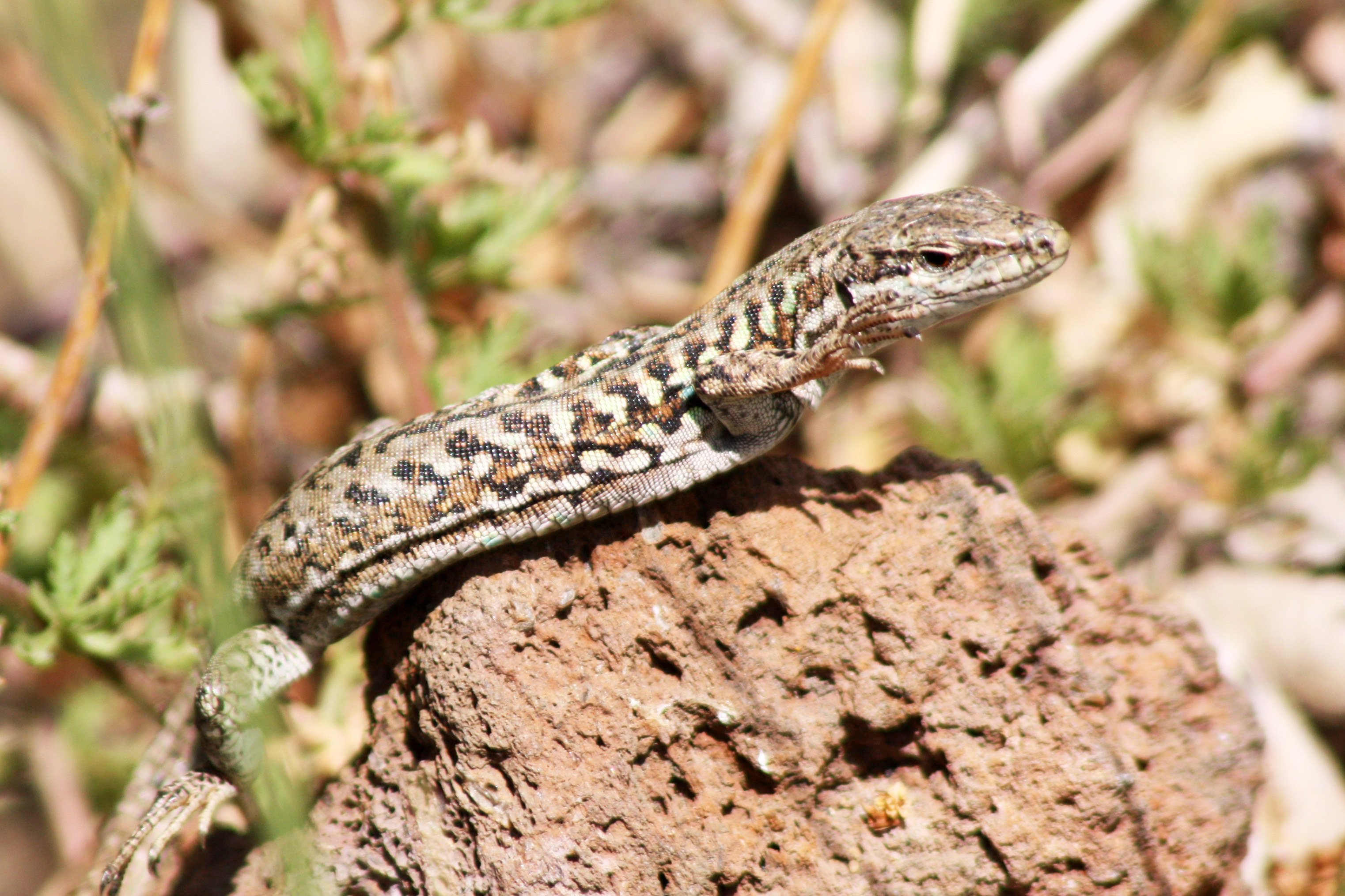File:Italian wall lizard (Podarcis sicula).jpg - Wikimedia Commons