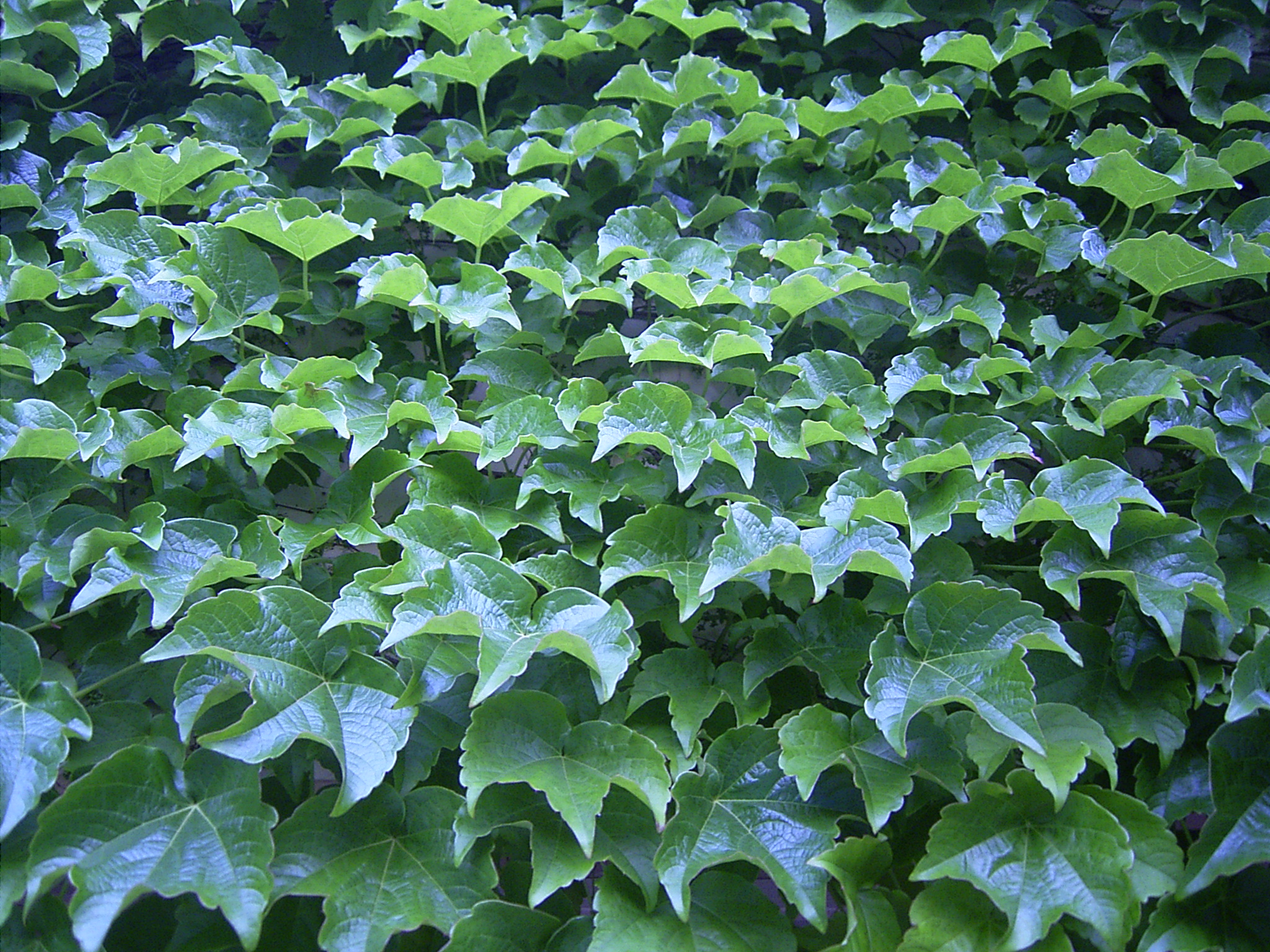 Parthenocissus Tricuspidata Veiitchii (Common Name – Boston Ivy ...