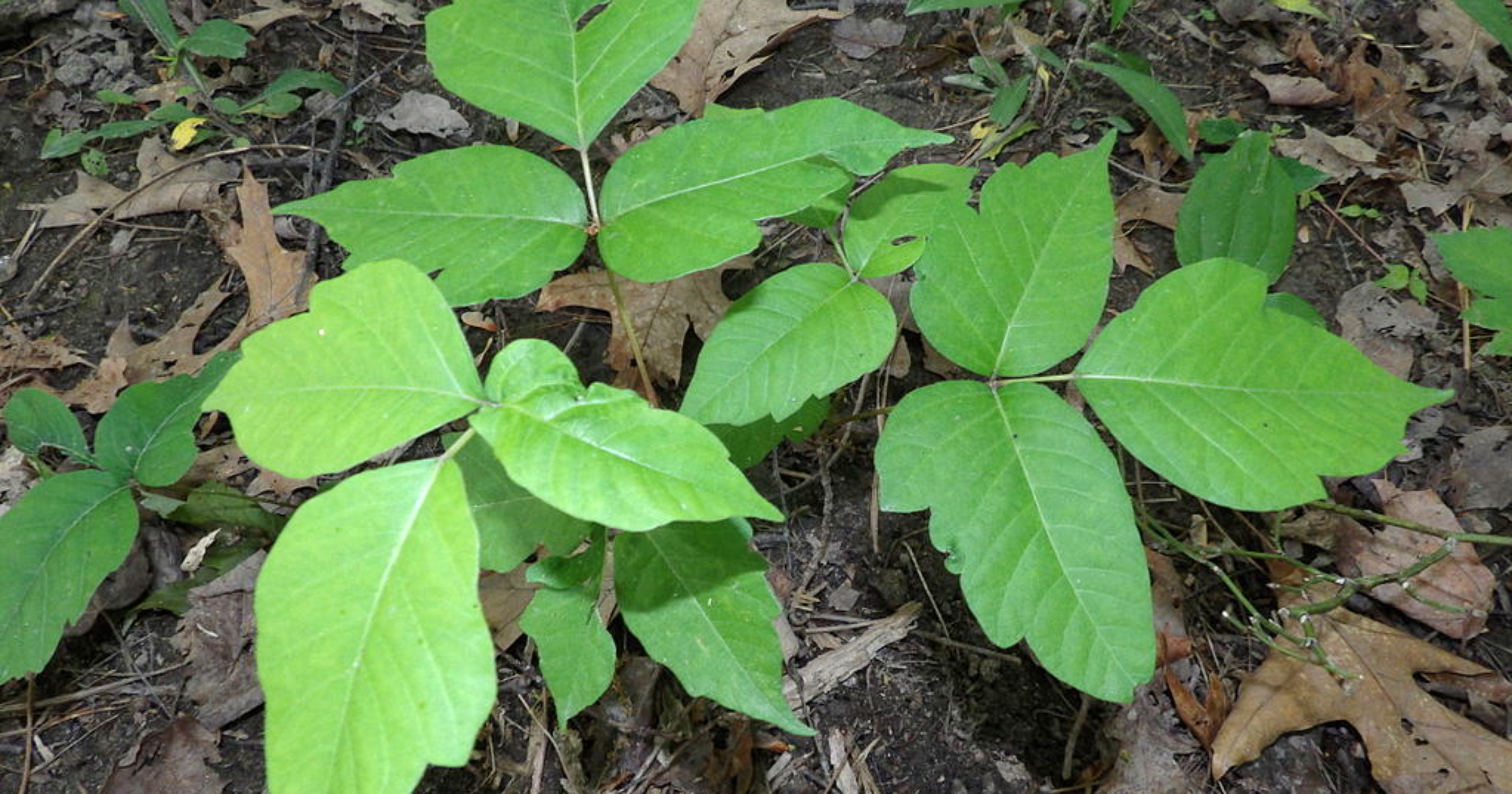 Poison ivy: How to recognize it, how to get rid of it