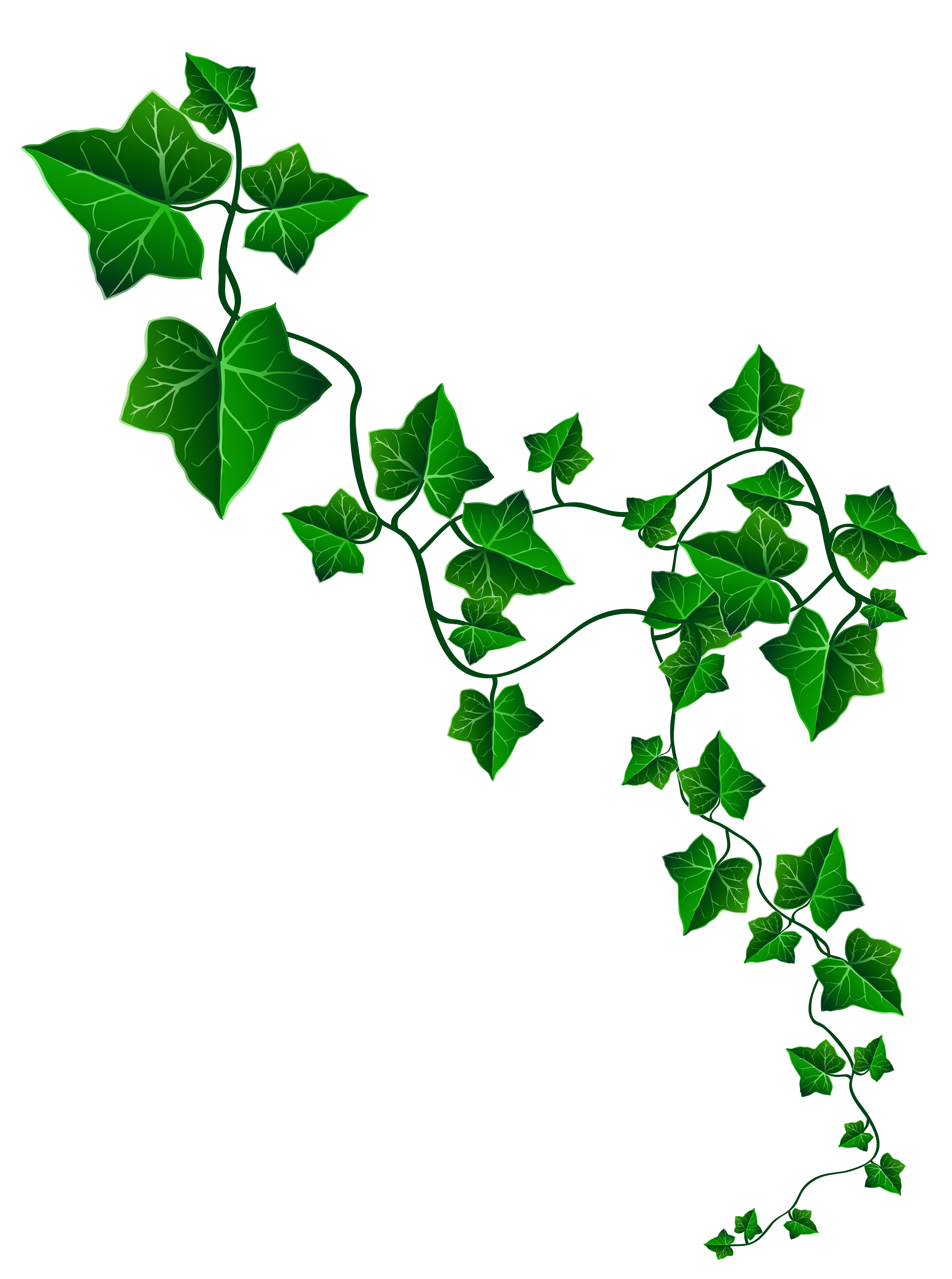 Vine Ivy Decoration PNG Clipart Image | Gallery Yopriceville - High ...