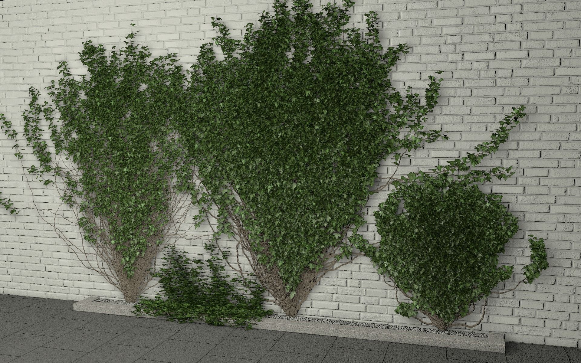 3D model ivy wall | CGTrader