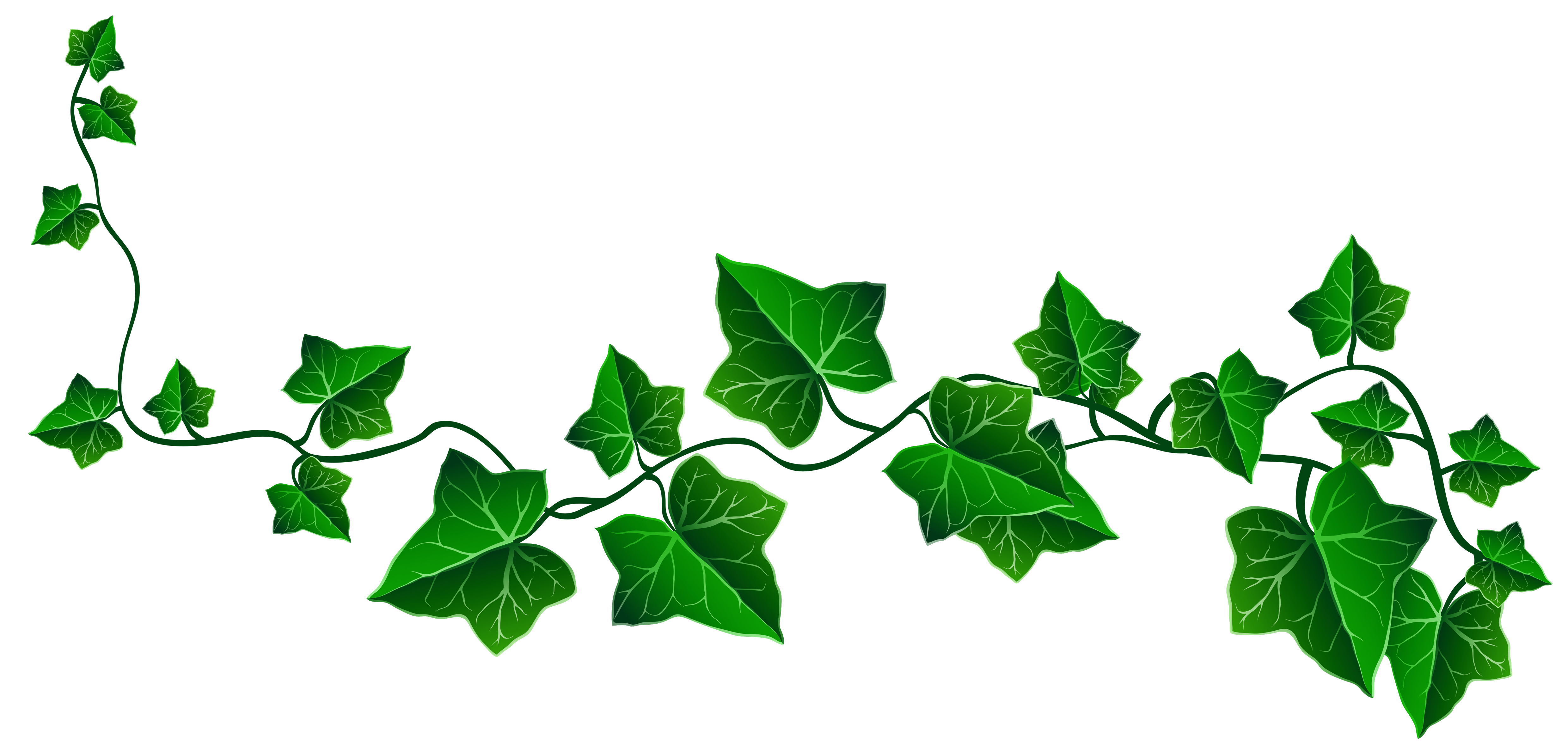 Vine Ivy Decoration PNG Clipart Picture | Gallery Yopriceville ...